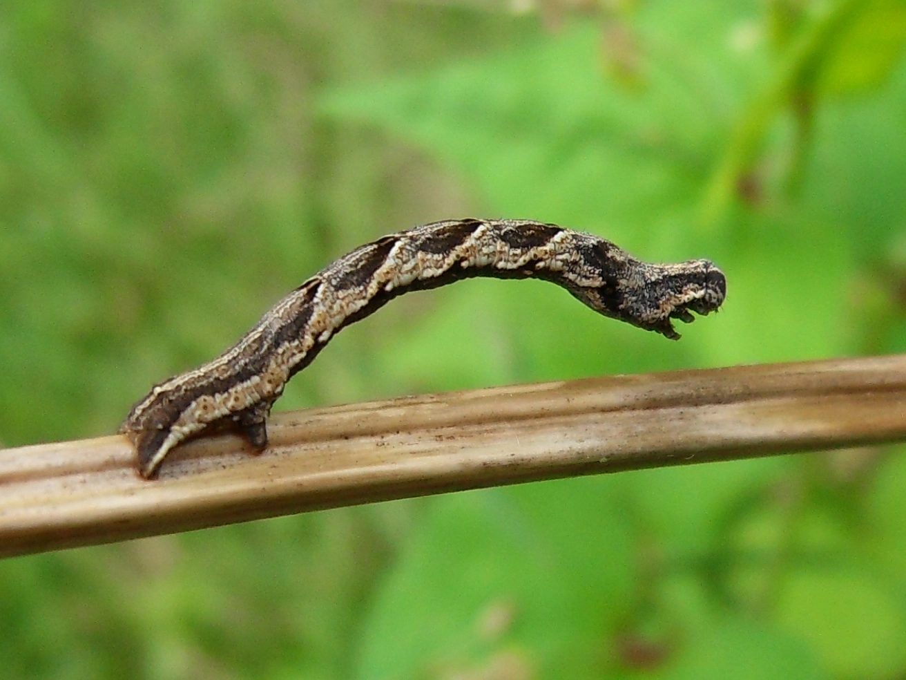 Timacoma_40960_.jpg