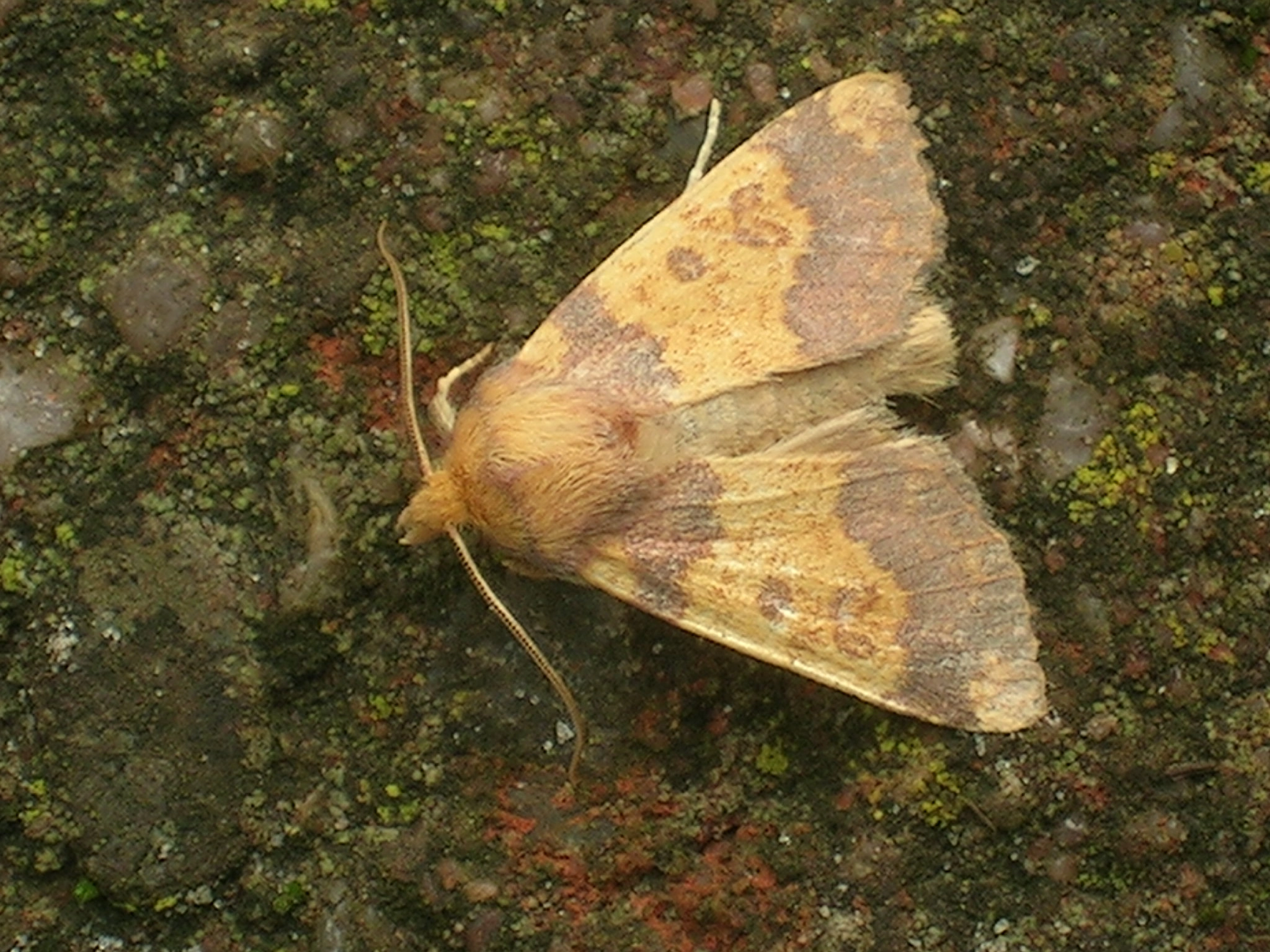 Xantaura_37613_.jpg