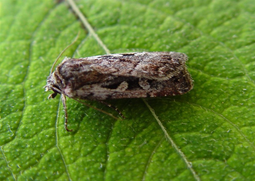Xestagat_45233_.jpg
