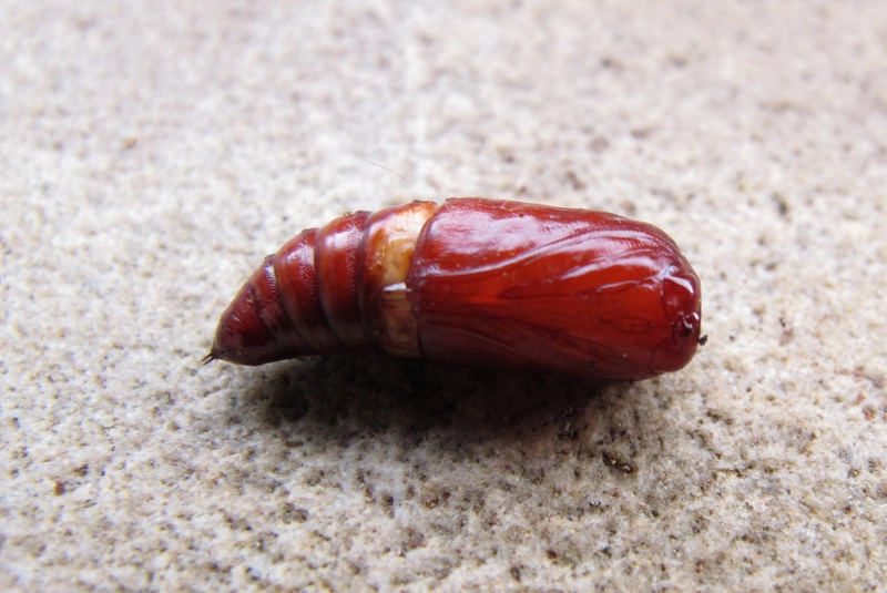 Xestcnig_42537_.jpg
