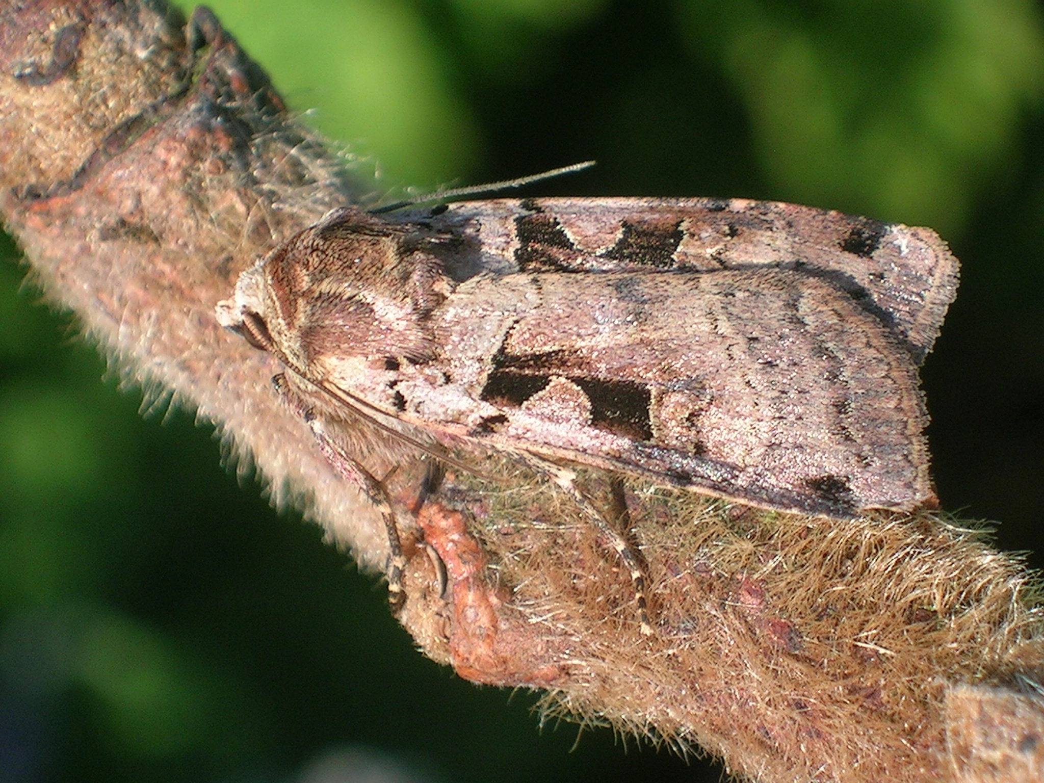 Xesttria_28548_.jpg