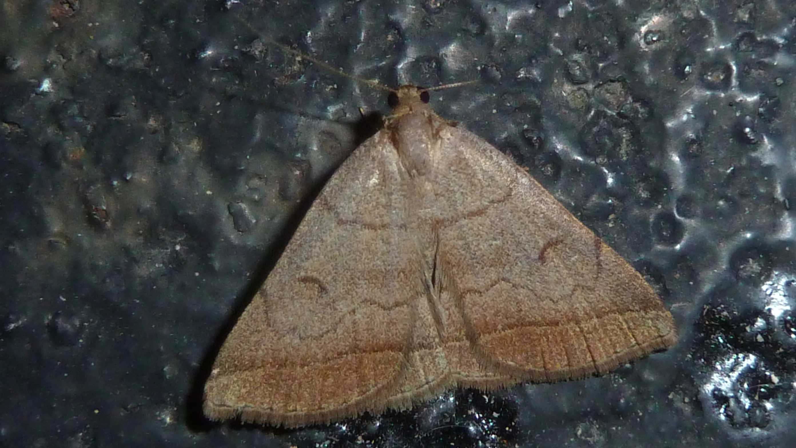 Zancluna_53094_.jpg