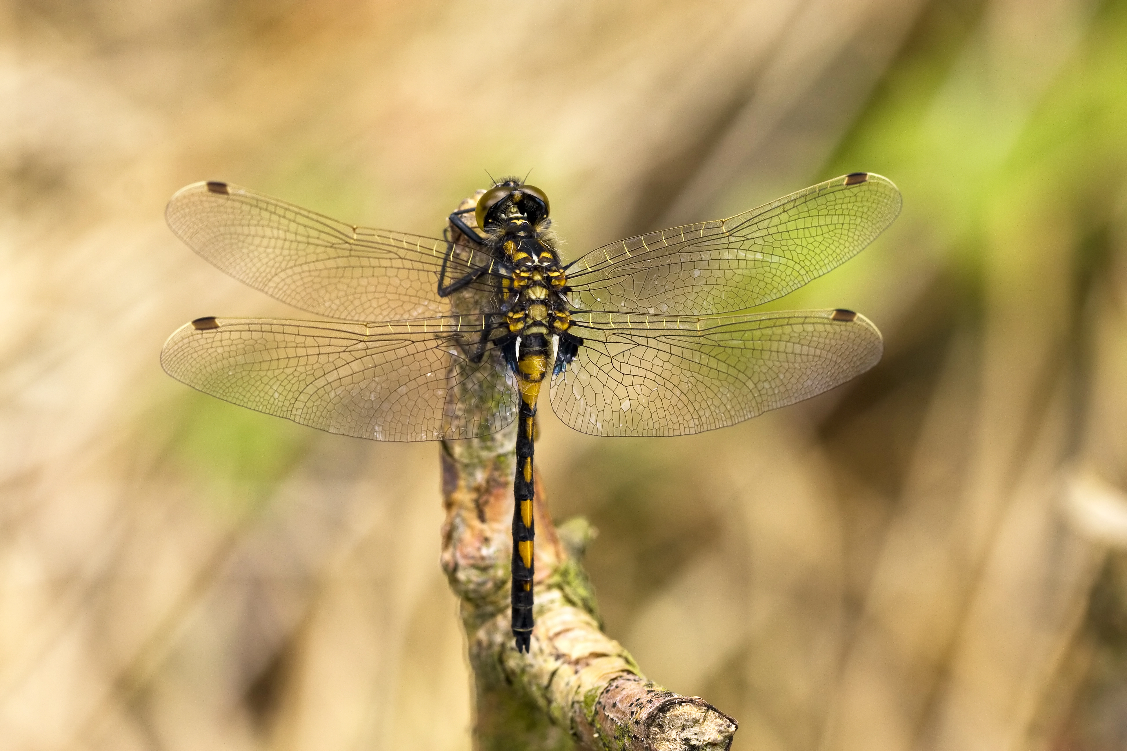 noordsewitsnuitlibelle04 05 10j.jpg
