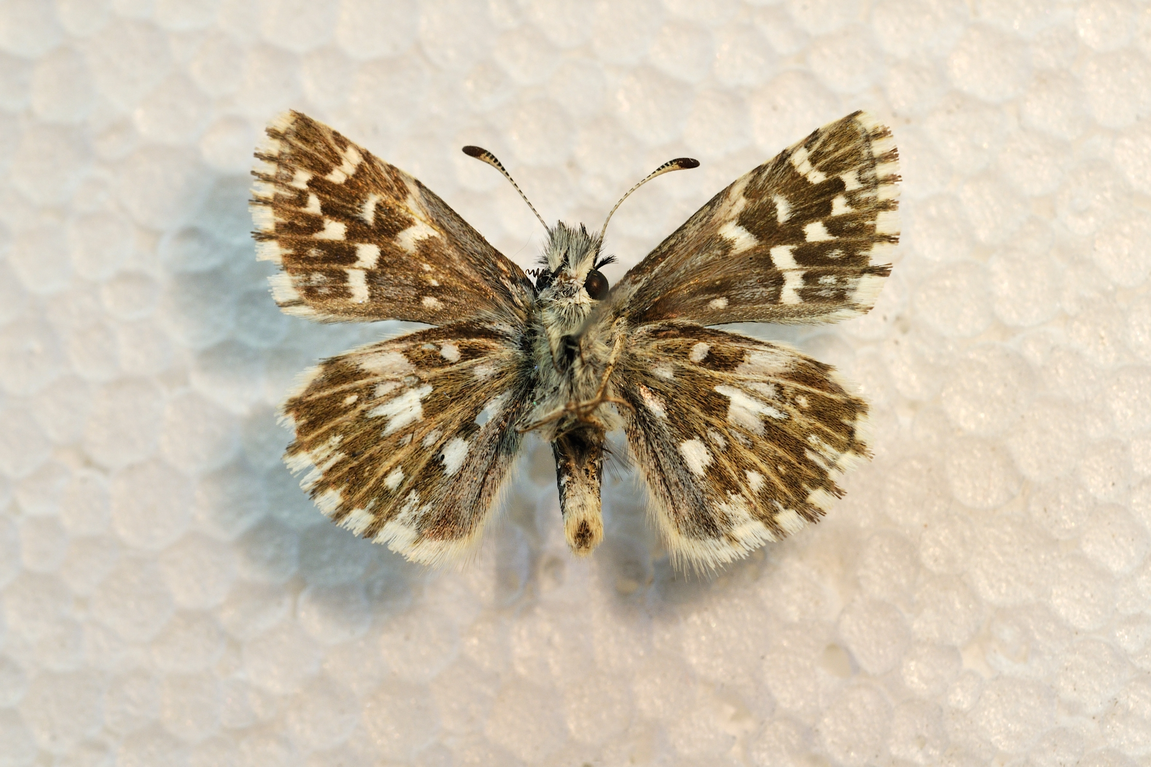 Aardbeivlinder__BFN2009 03 06 N 257c.jpg