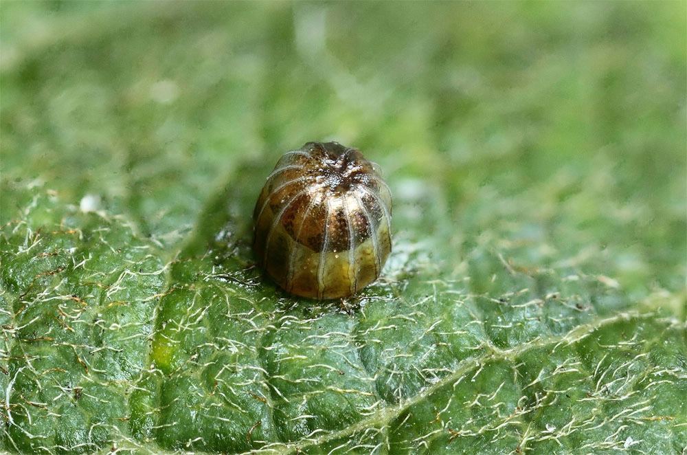 Apatiris_53709_.jpg