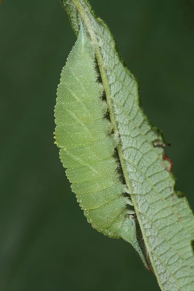 Apatiris_53719_.jpg