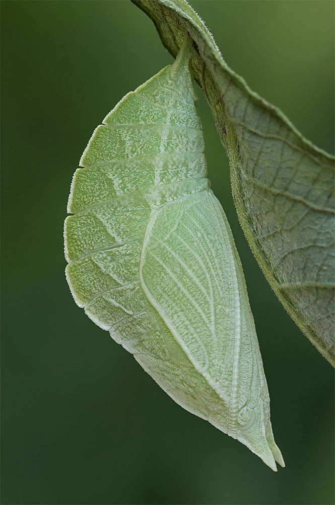 Apatiris_53720_.jpg