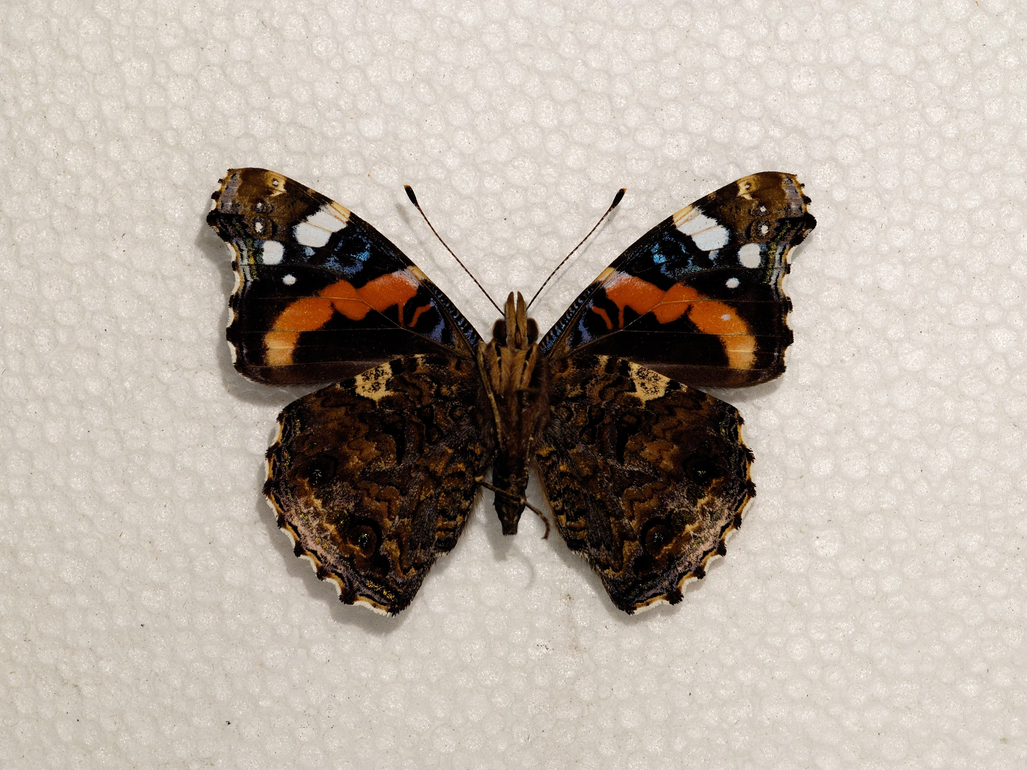 Atalanta_onder_BFN2007 11 30 N 090Z.jpg