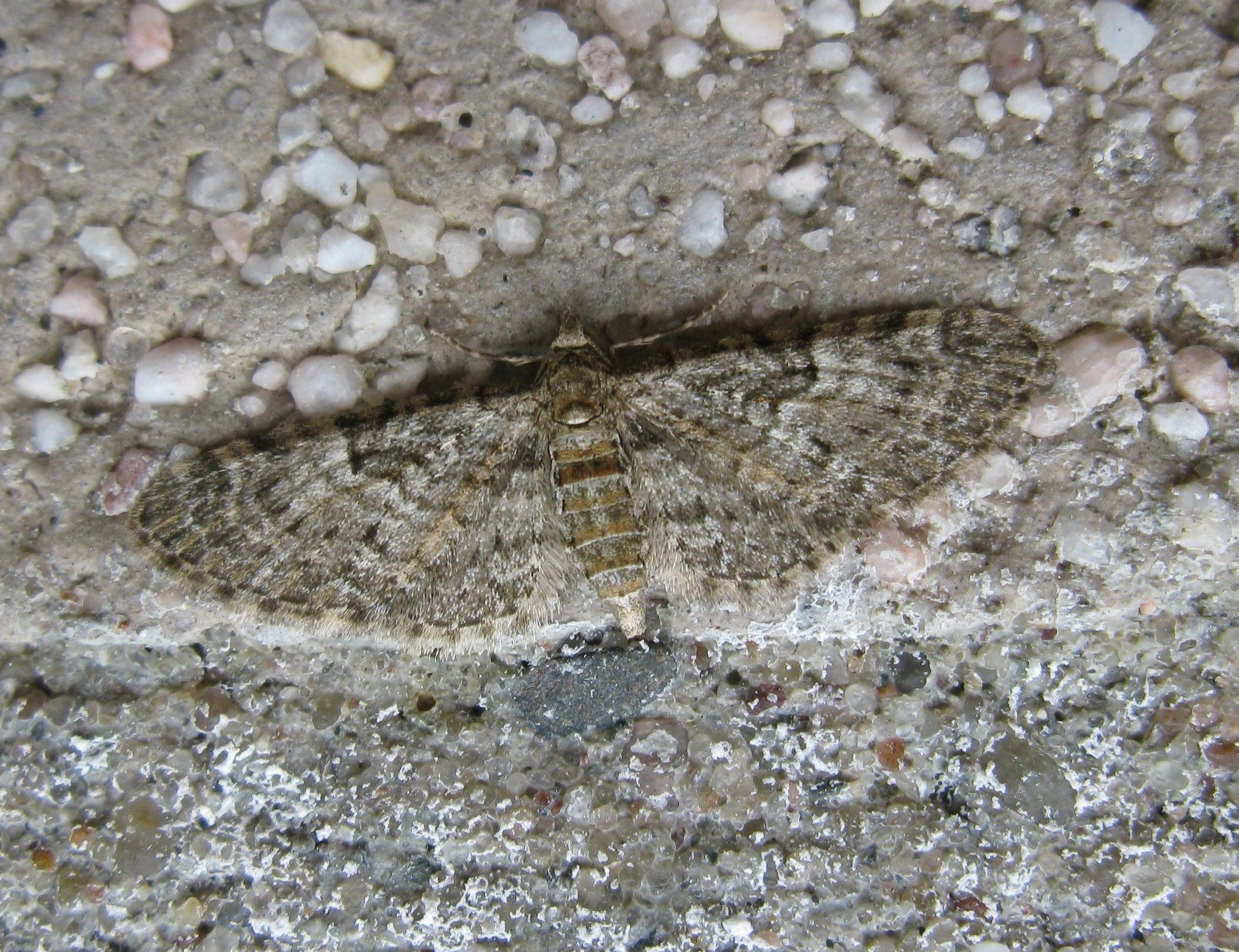 Eupiabbr_26852_.jpg