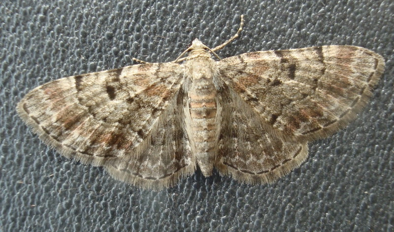 Eupiabie_12968_.jpg