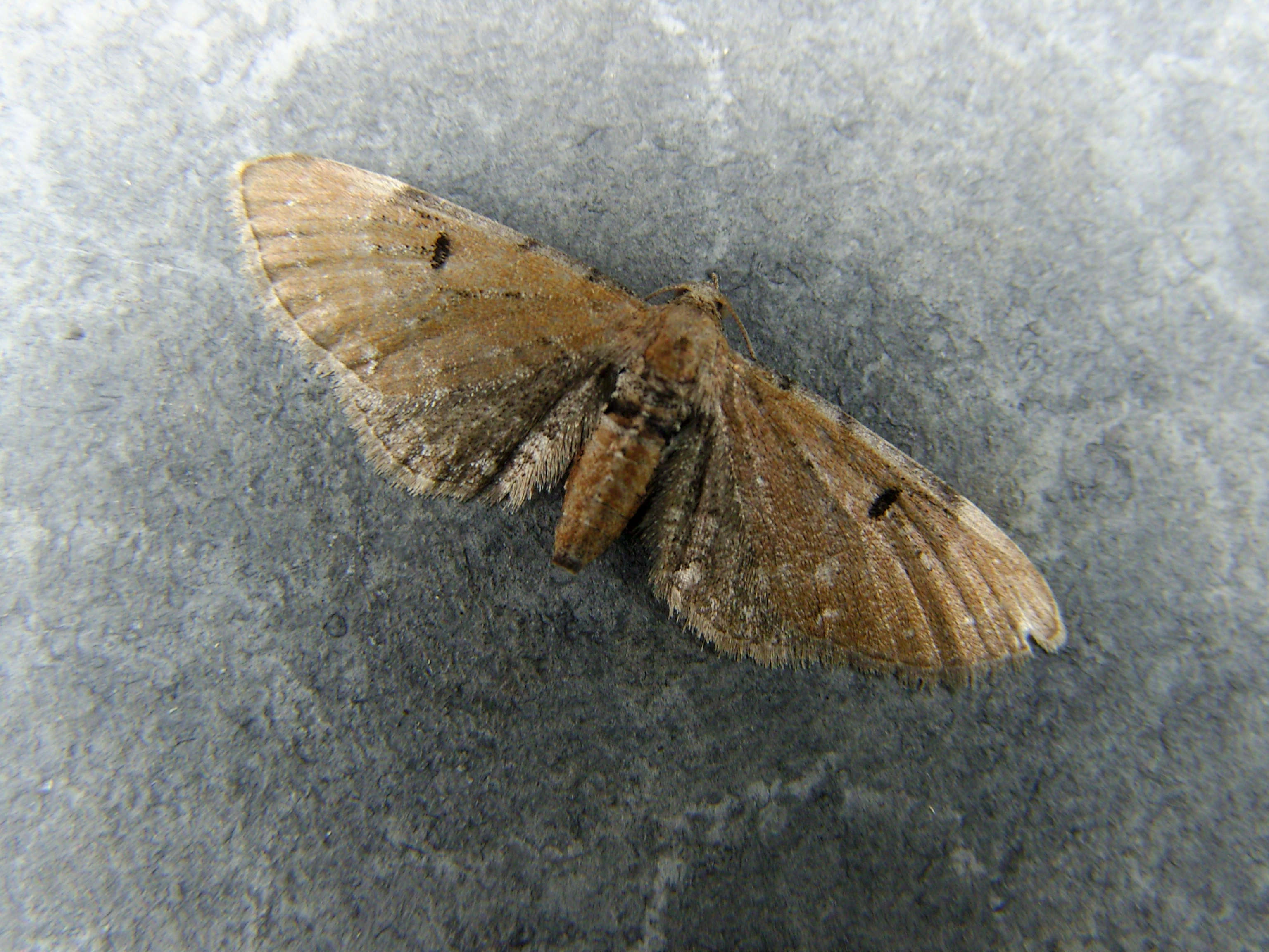 Eupiabsi_29856_.jpg
