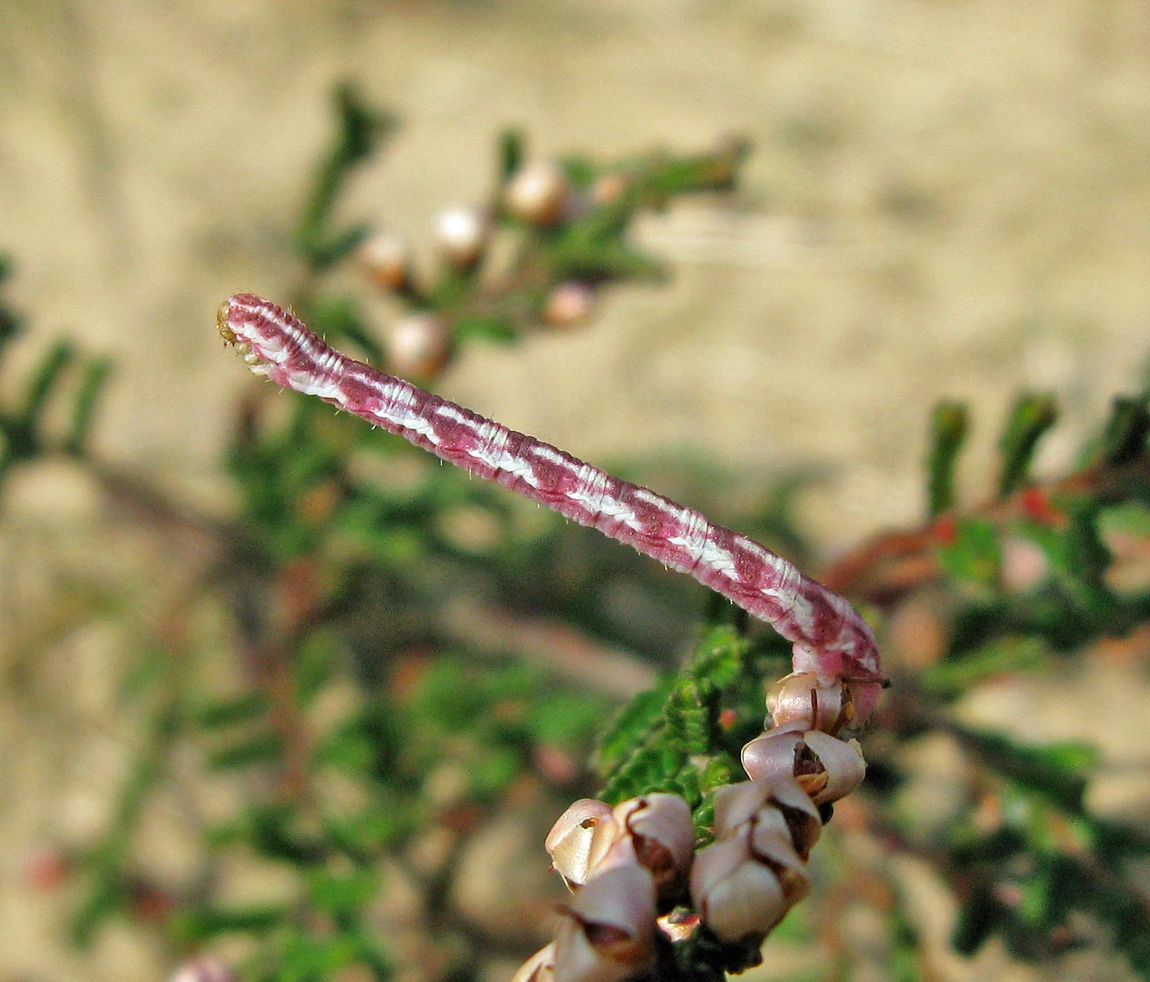 Eupicent_42729_.jpg