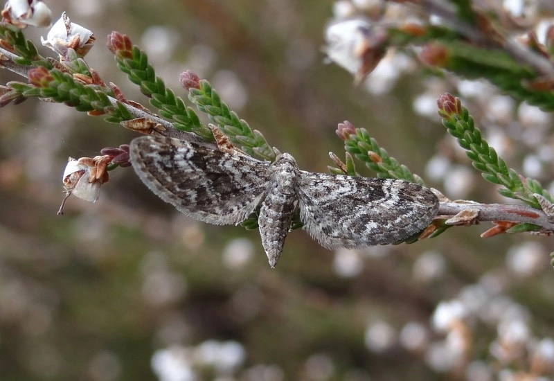 Eupinana_46522_.jpg