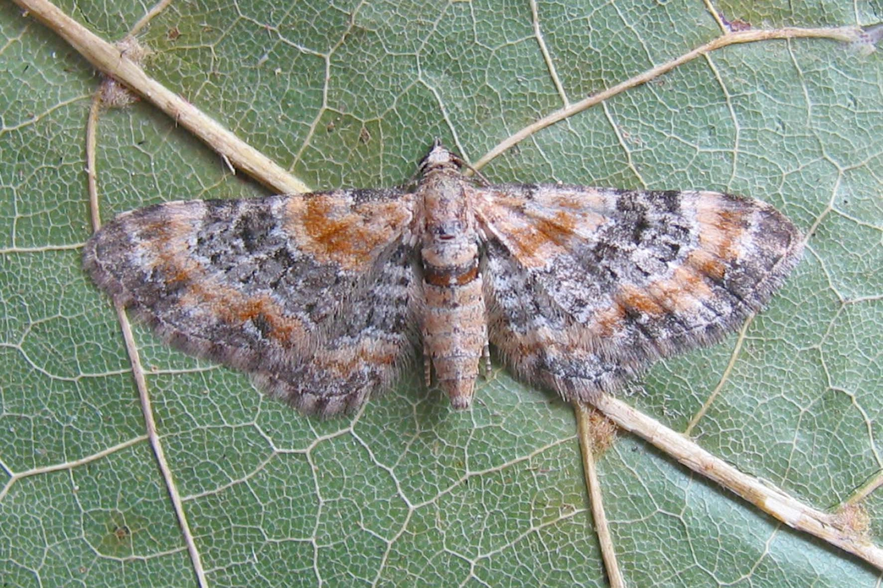 Eupipulc_48184_.jpg