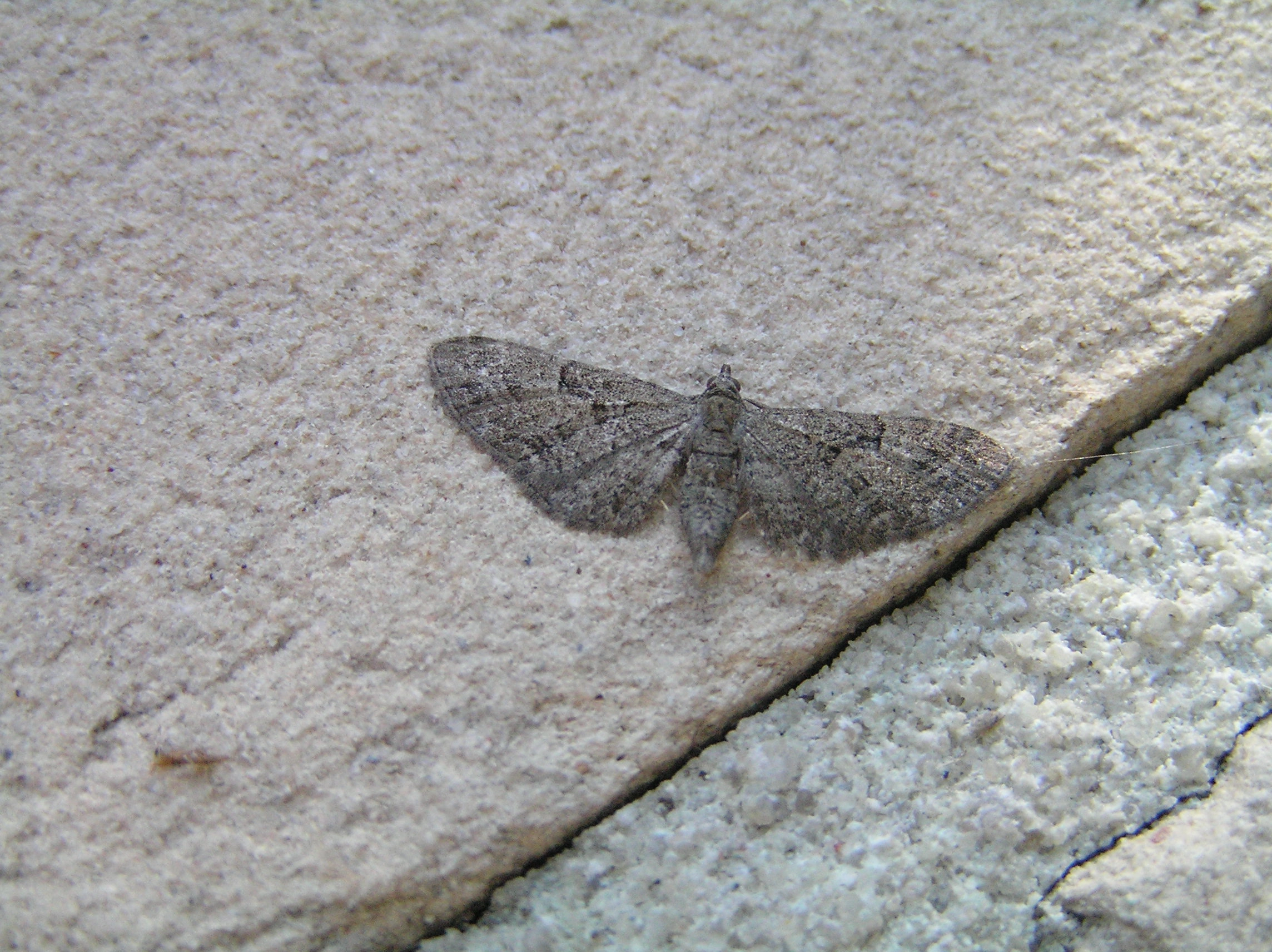 Eupipusi_46213_.jpg
