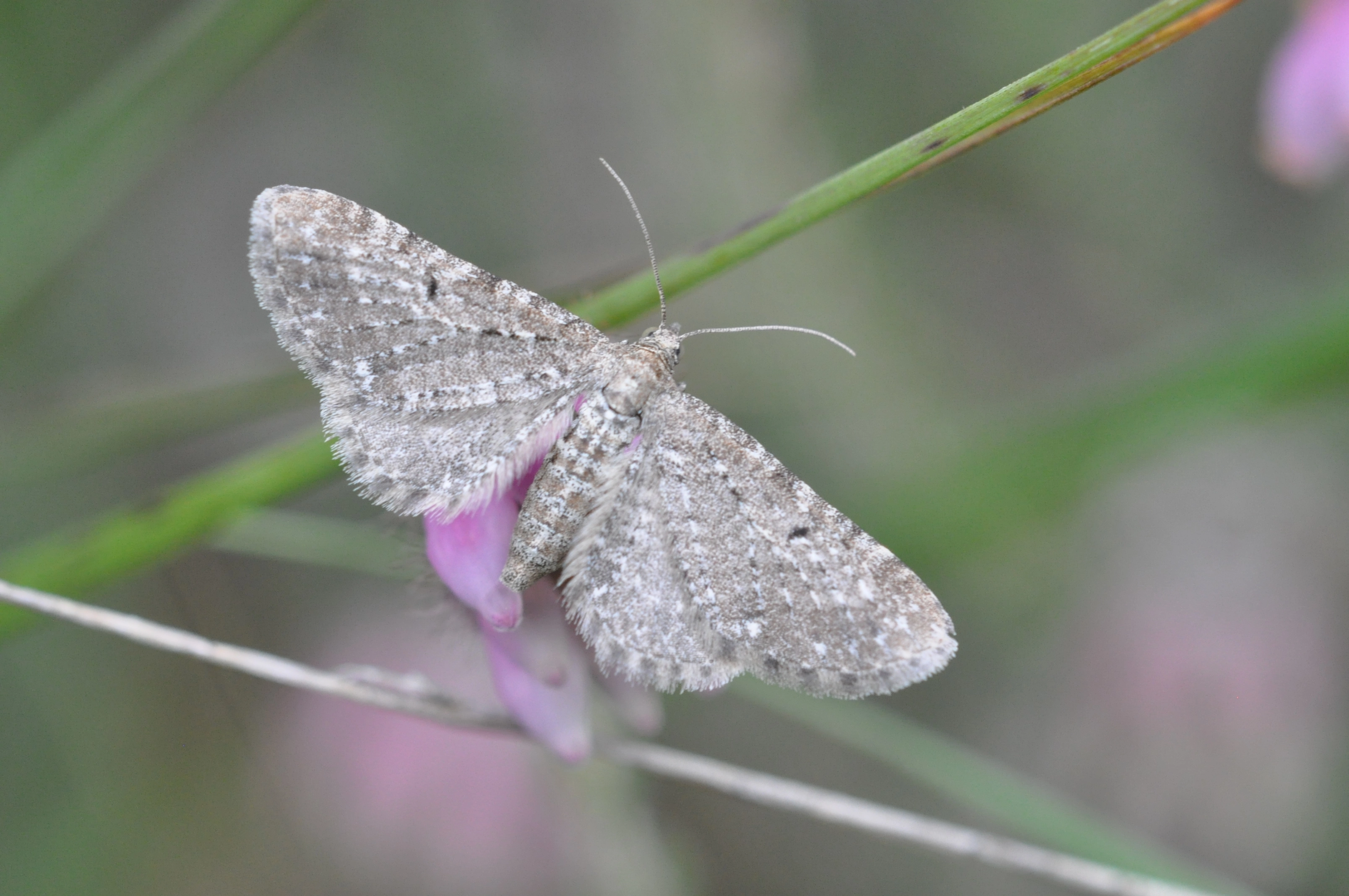 Eupisaty_46191_.jpg