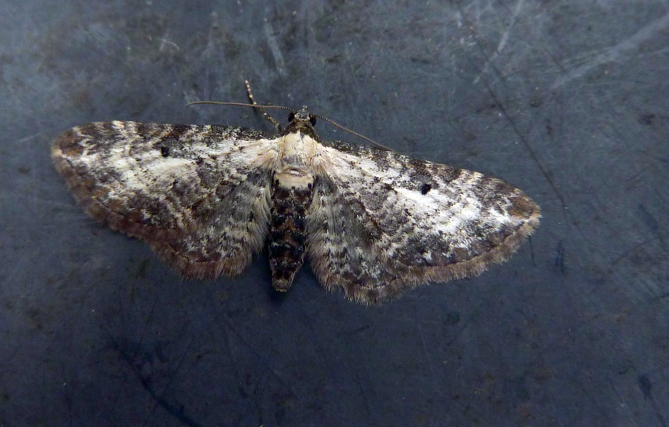 Eupisucc_45532_.jpg
