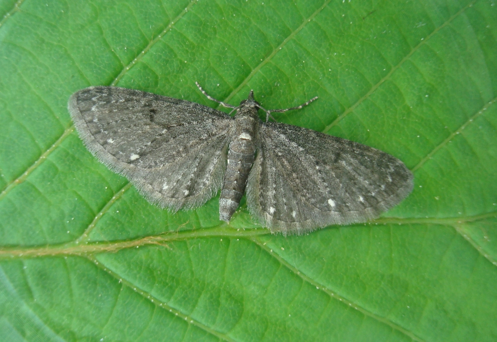 Eupitrip_25689_.jpg