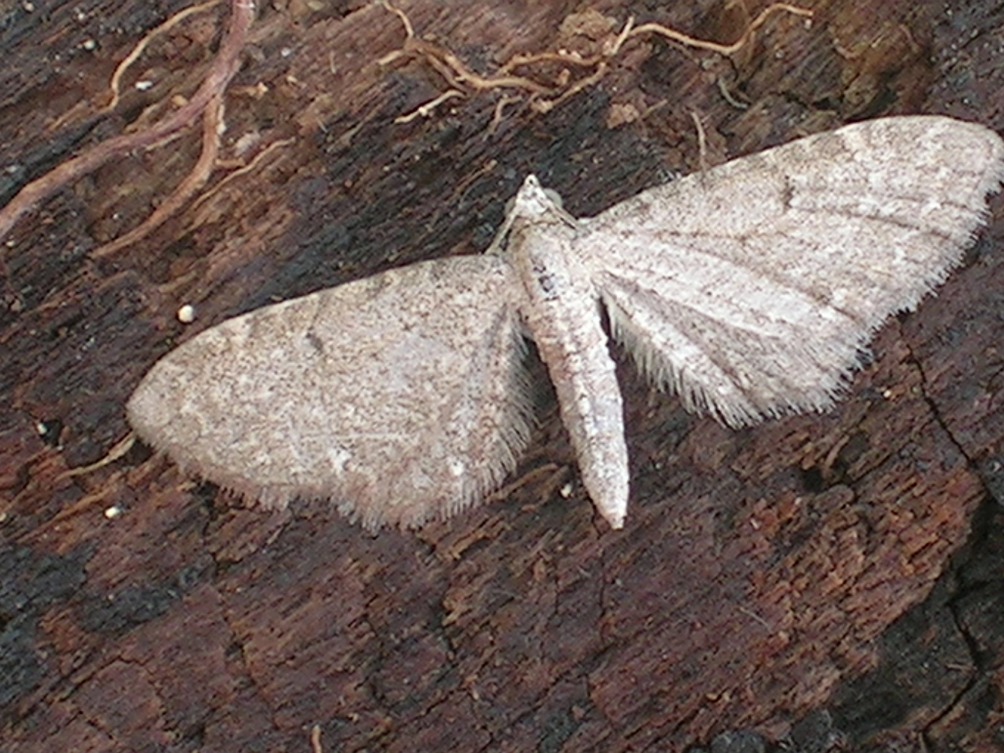 Eupivale_26565_.jpg