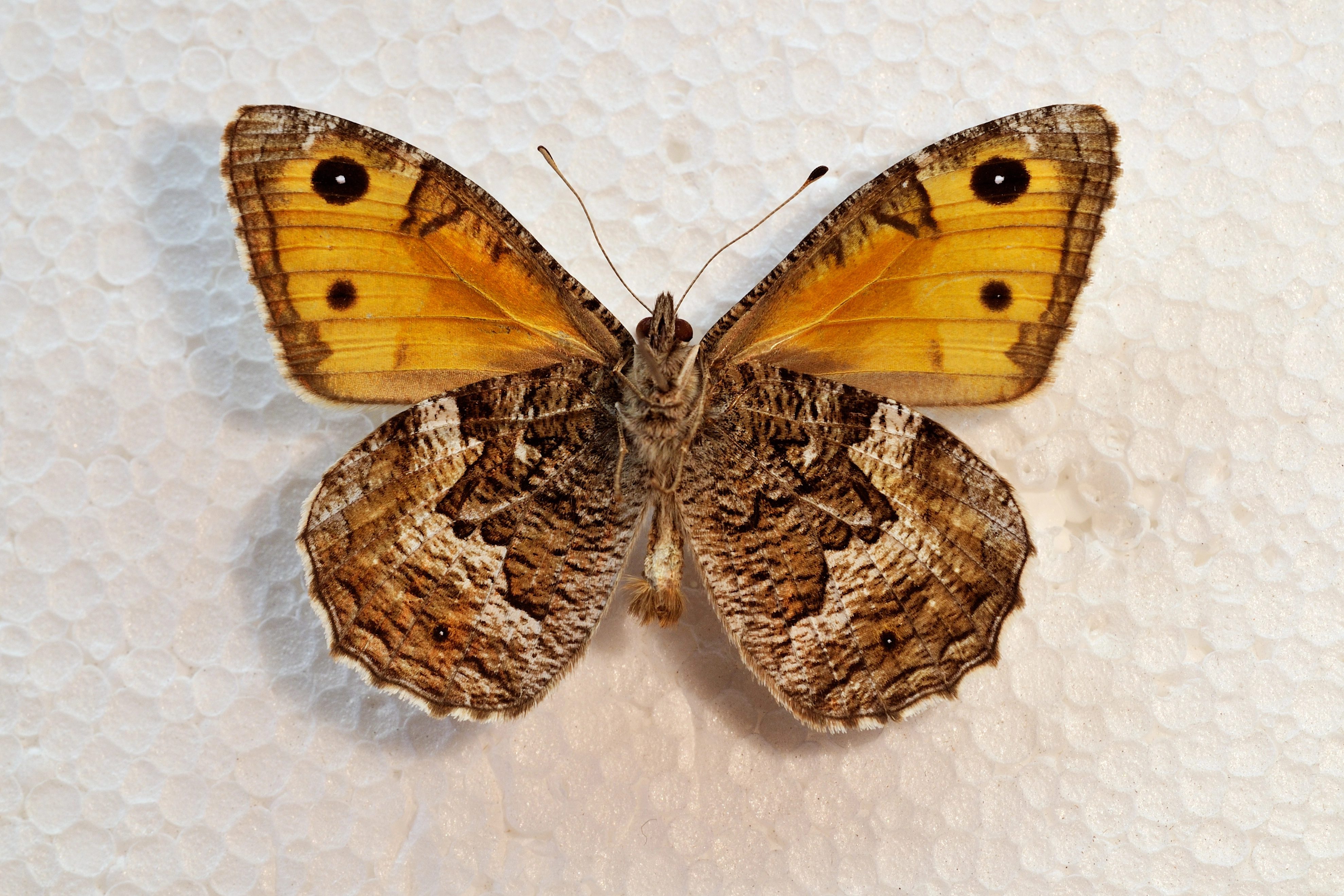 Heivlinder_man_BFN2009 03 06 N 074c.jpg