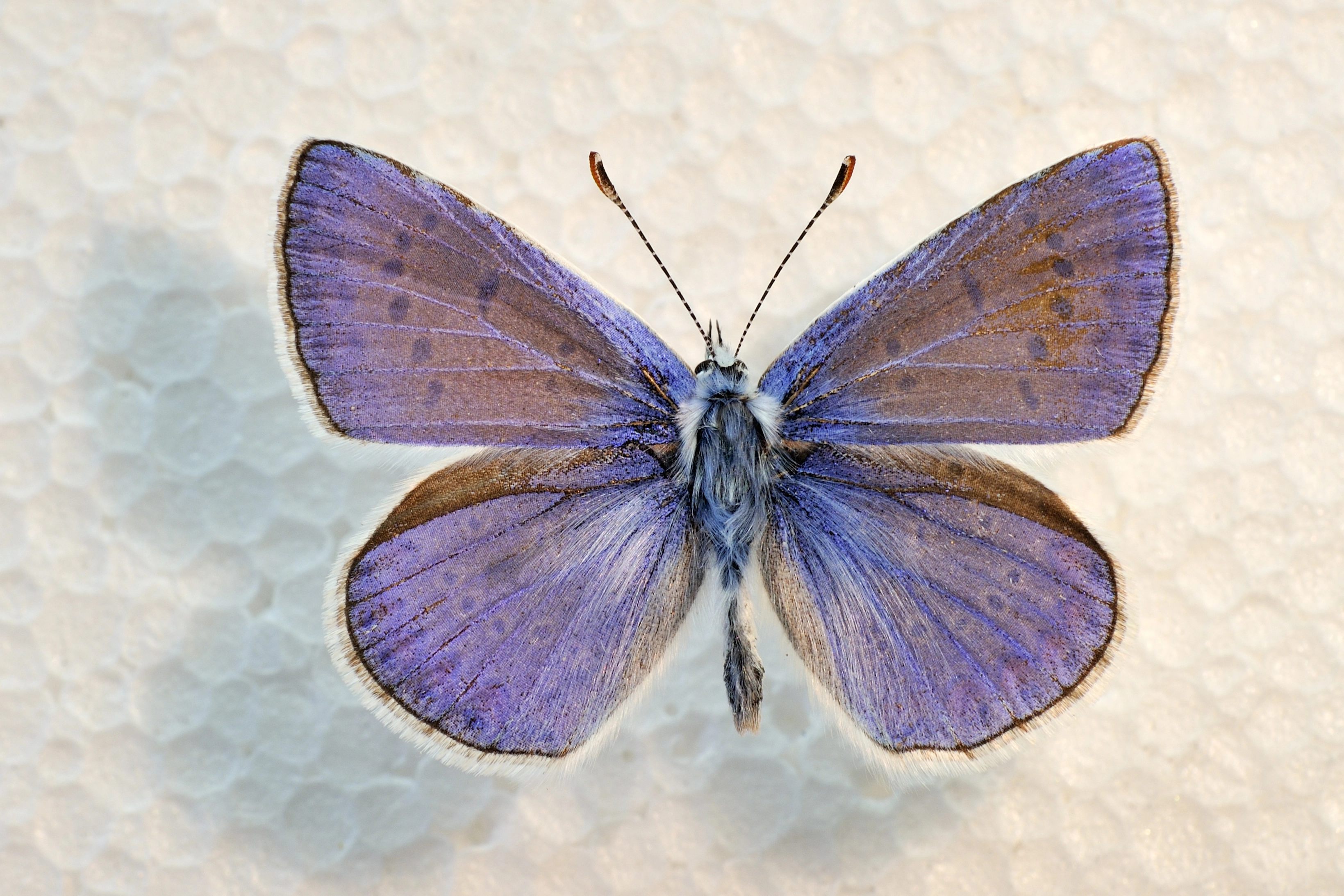 Icarusblauwtje_man_BFN2009 03 06 N 208c.jpg