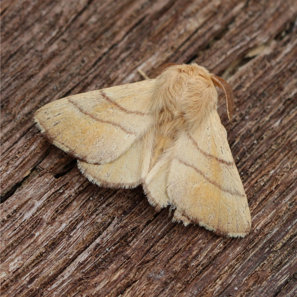 Malaneus_28324_.jpg