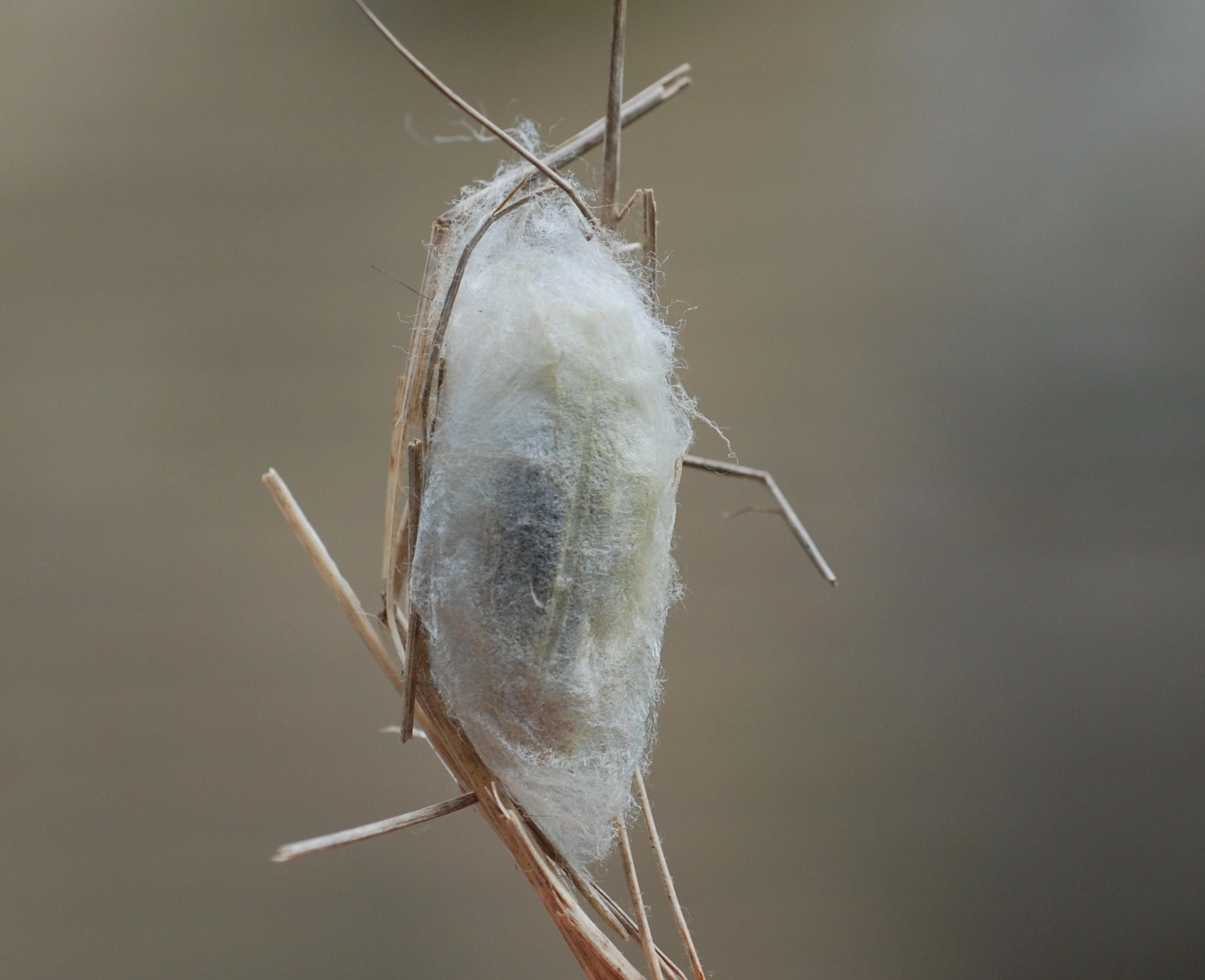 Malaneus_41712_.jpg