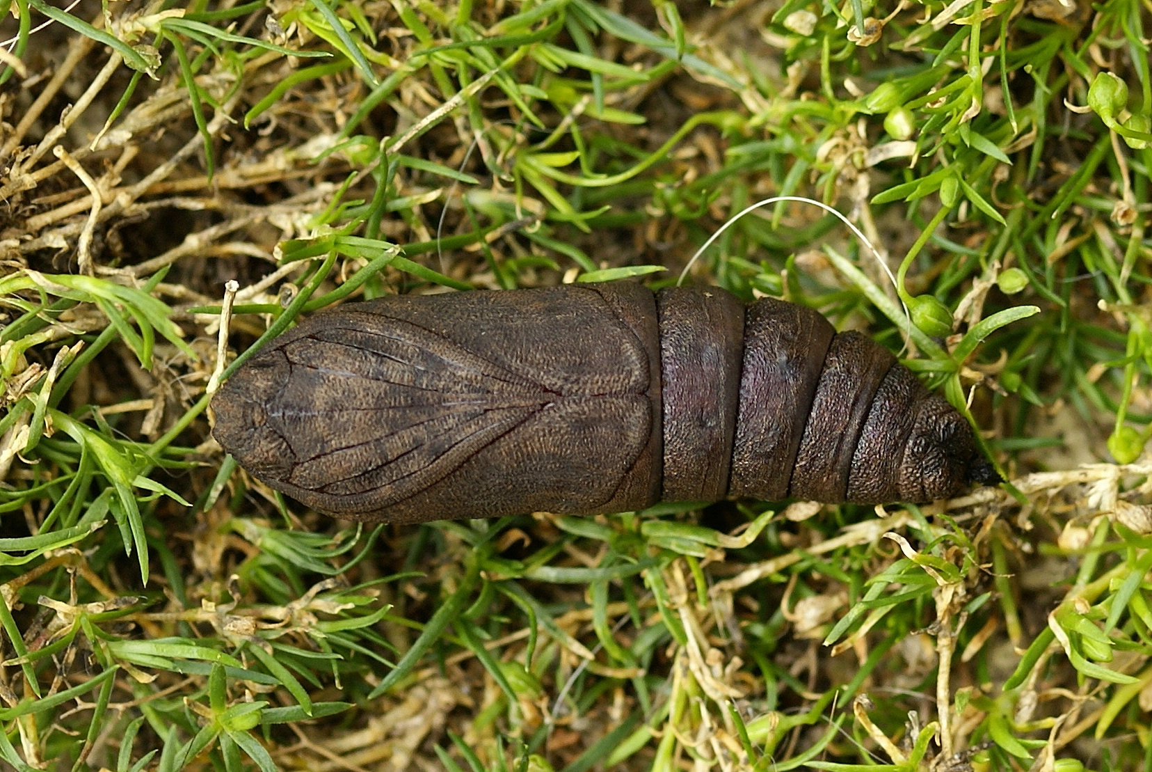 Mimatili_49441_.jpg