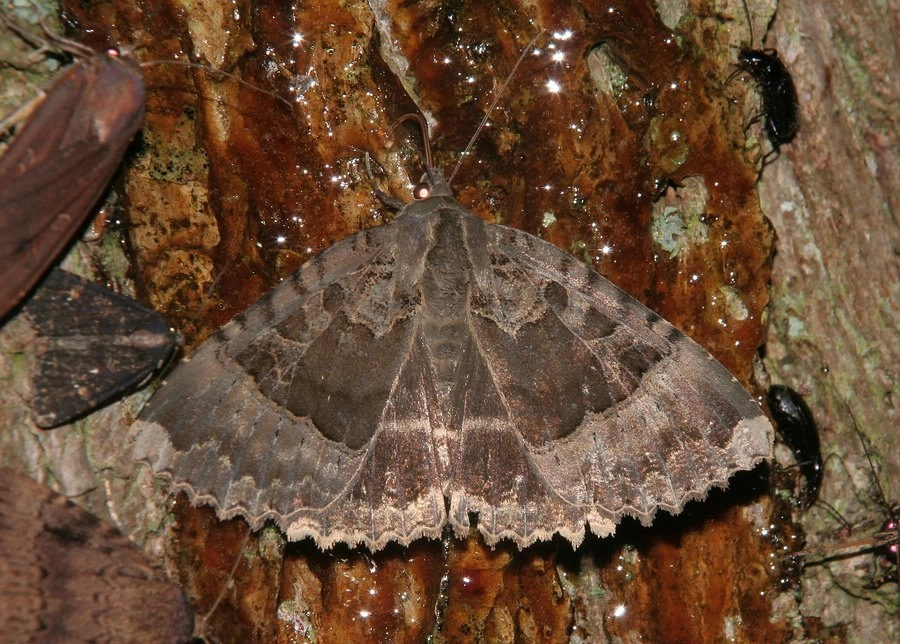 Mormmaur_30164_.jpg