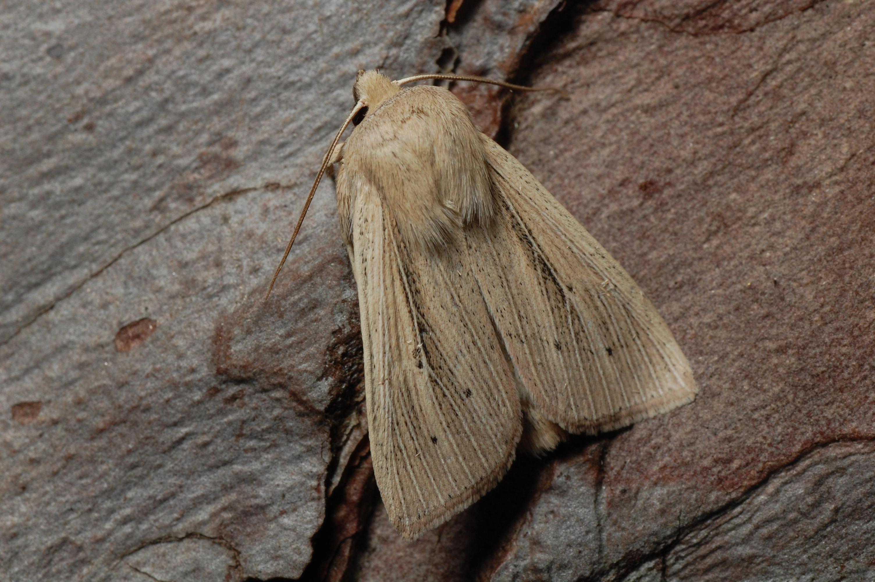 Mythstra_45864_.jpg