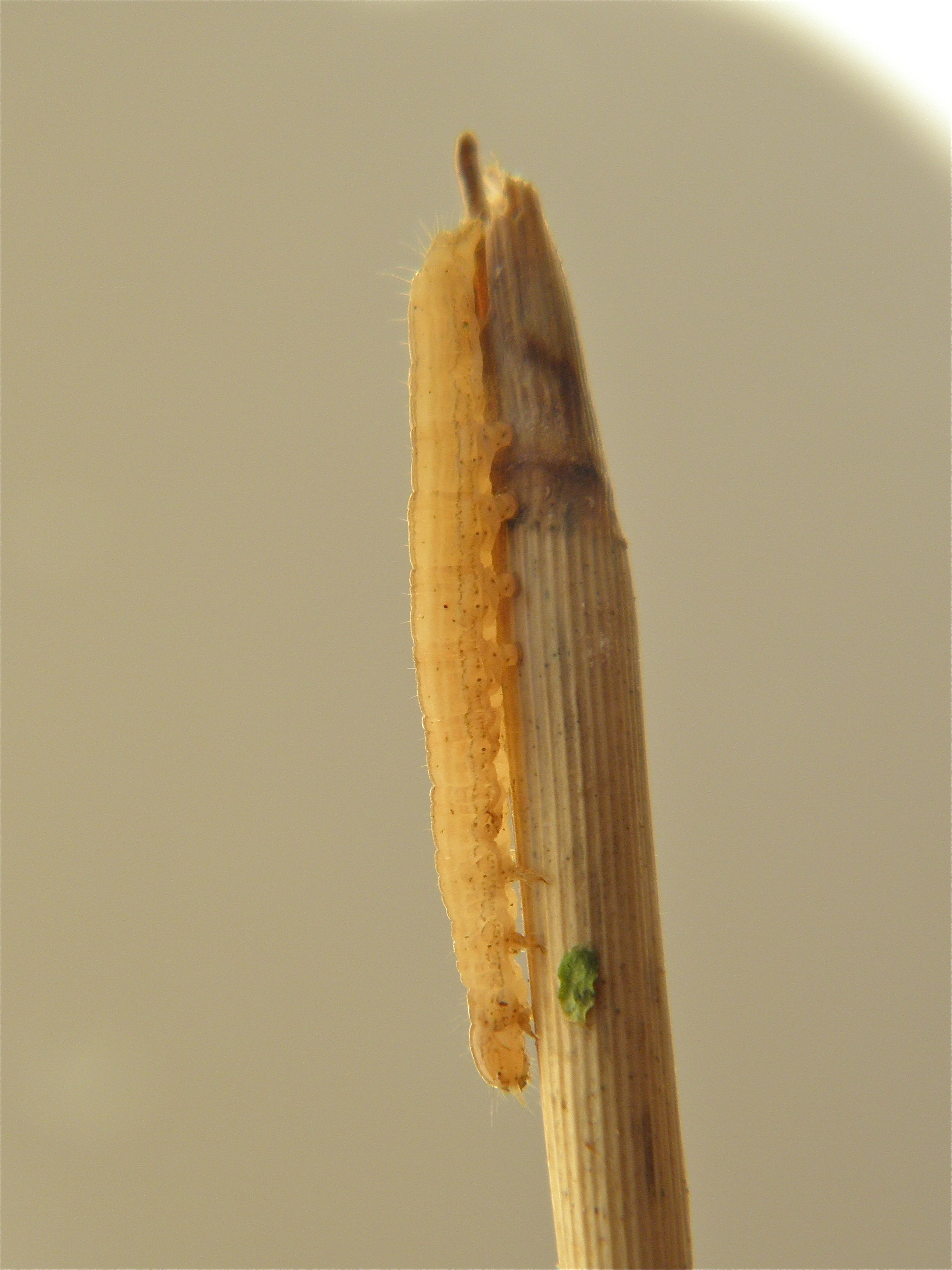 Mythstra_53759_.jpg