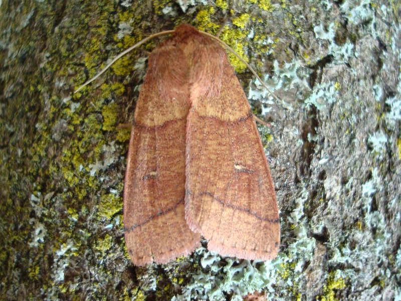 Mythturc_28195_.jpg