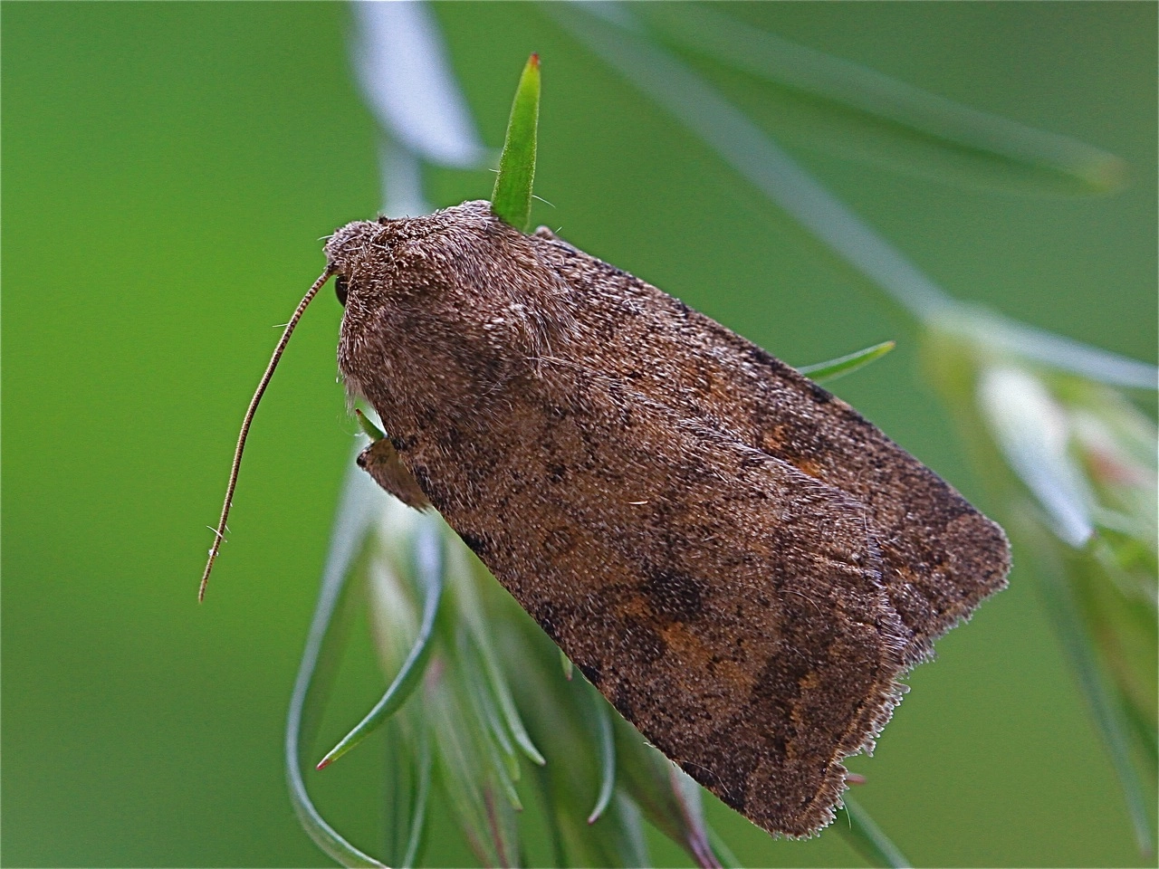 Noctinte_39848_.jpg