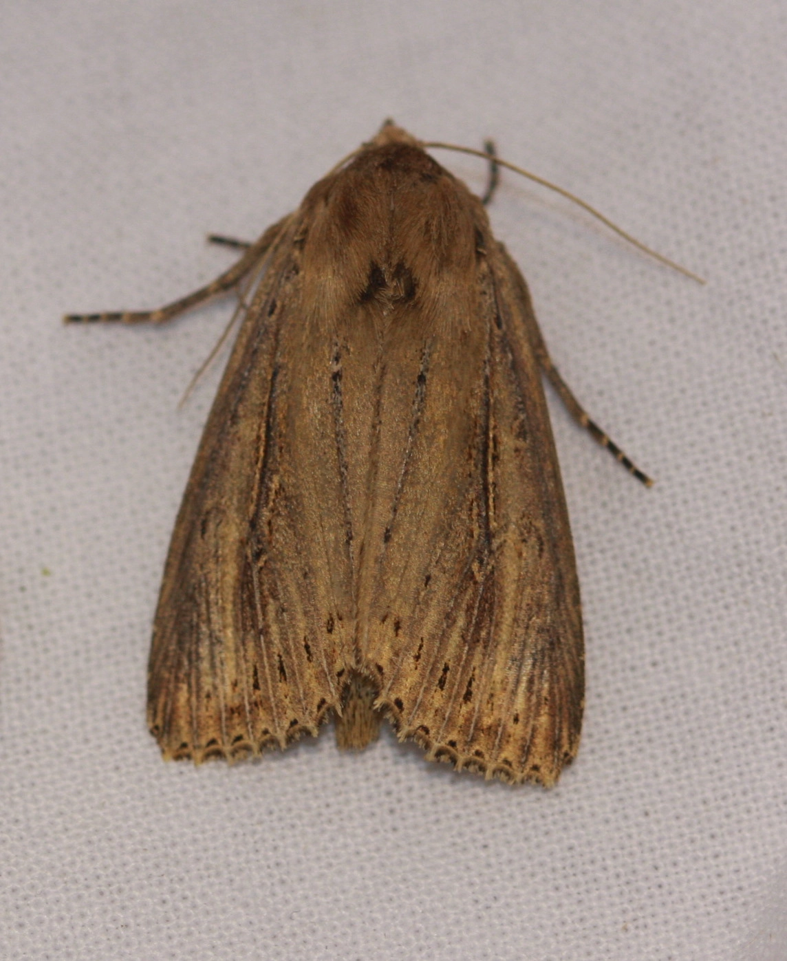 Nonatyph_23249_.jpg