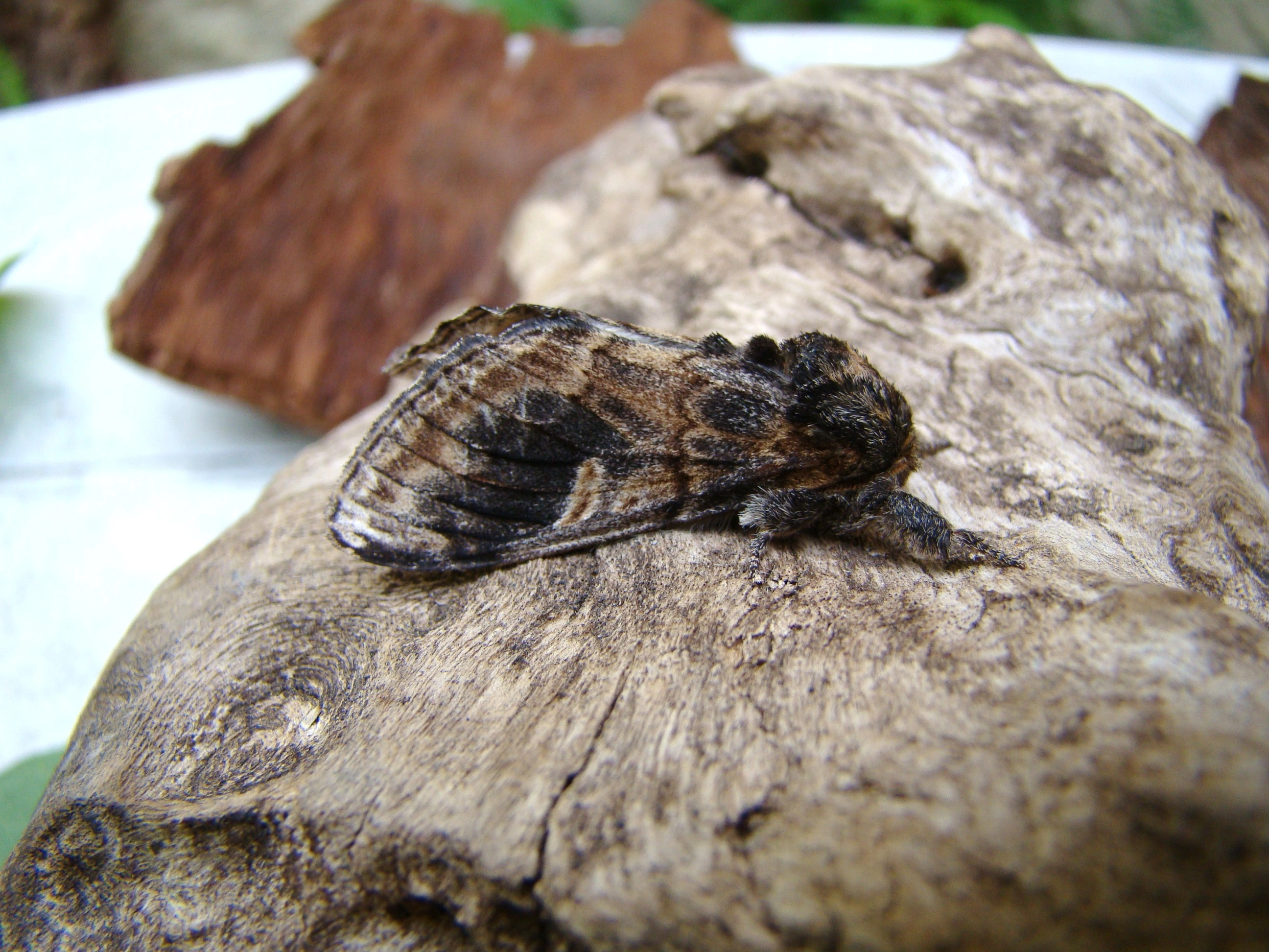 Nototrit_29107_.jpg