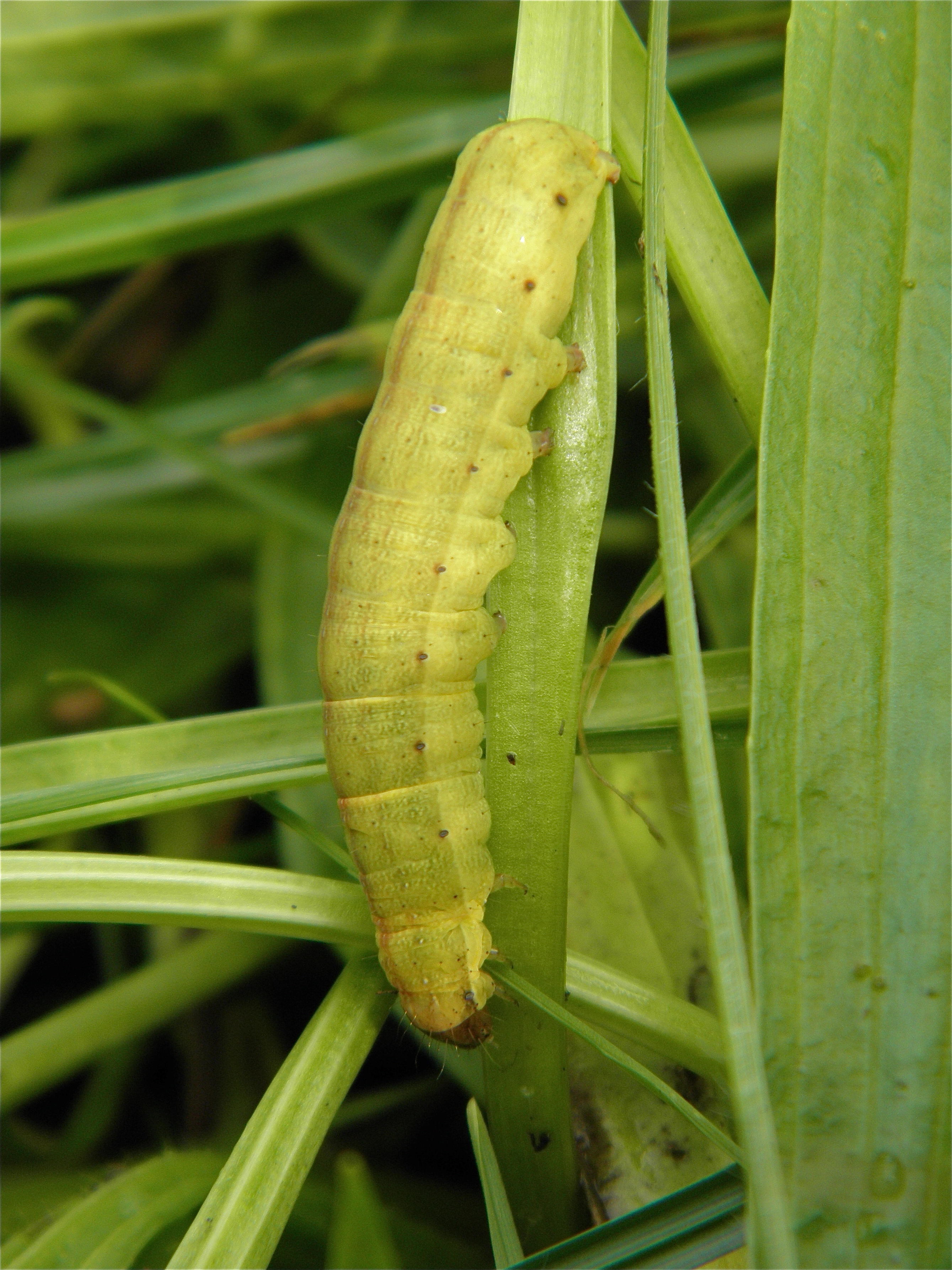 Ochrplec_41585_.jpg