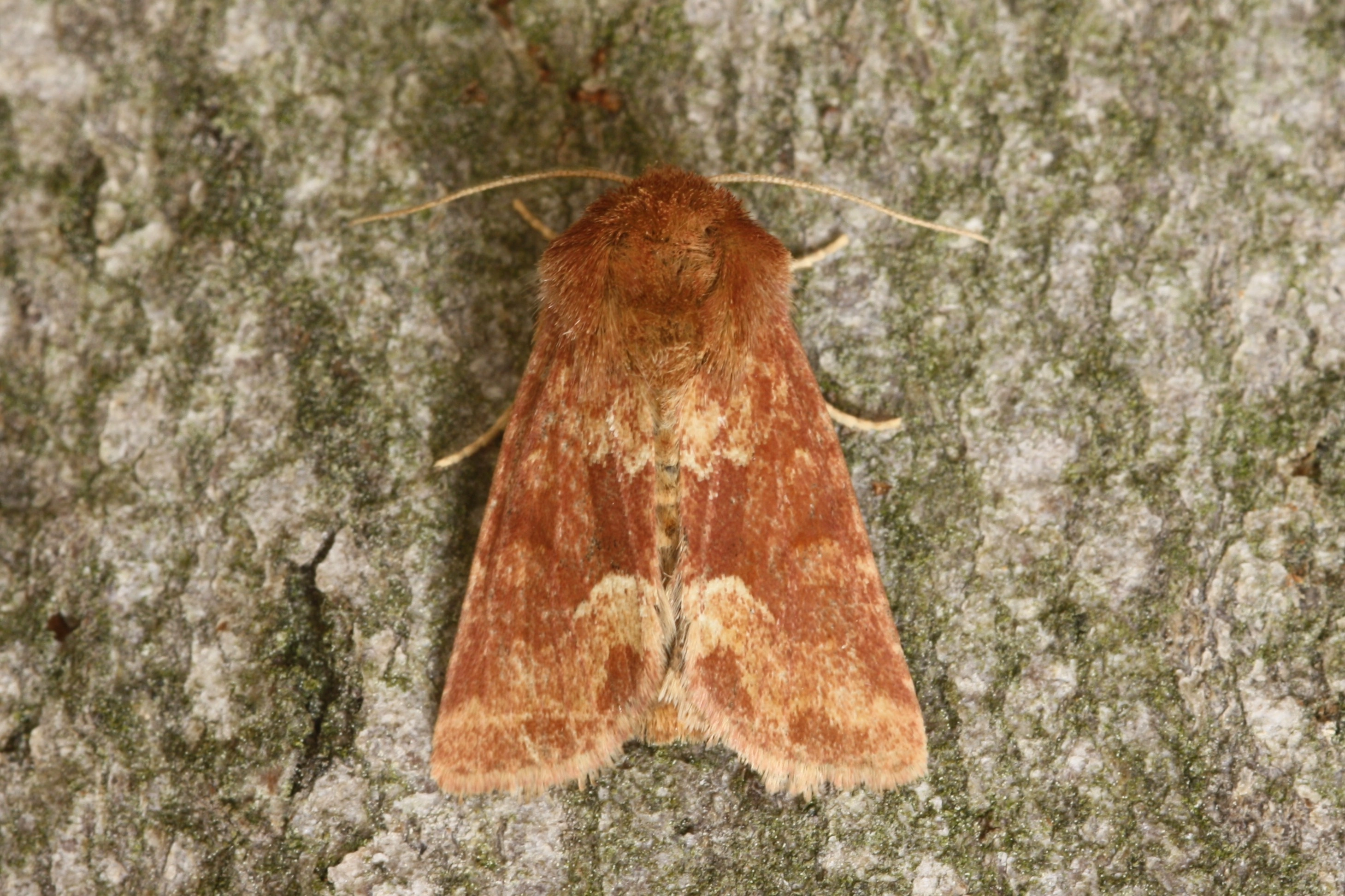Oligfasc_34085_.jpg