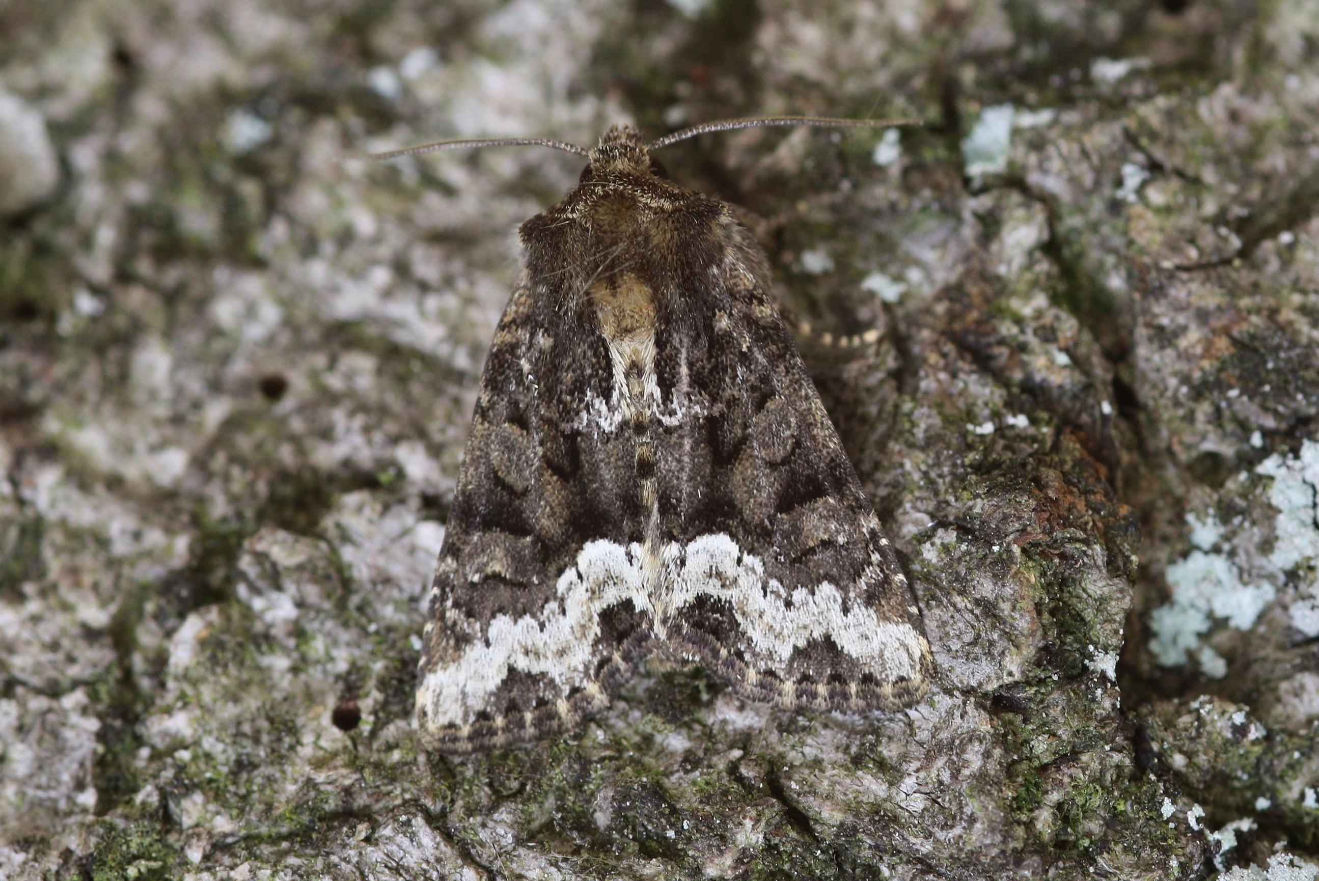 Oligstri_39576_.jpg