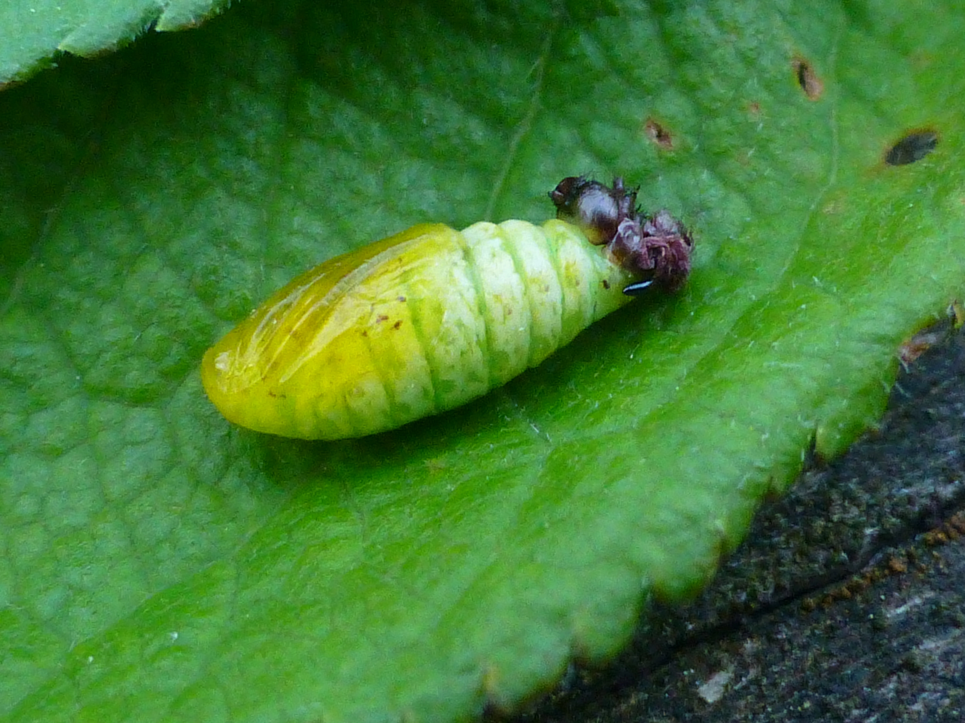 Operbrum_47085_.jpg