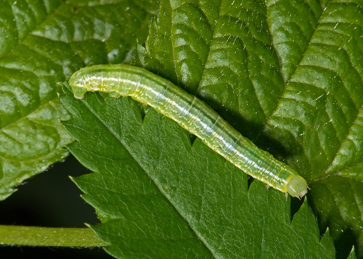 Operbrum_54813_.jpg