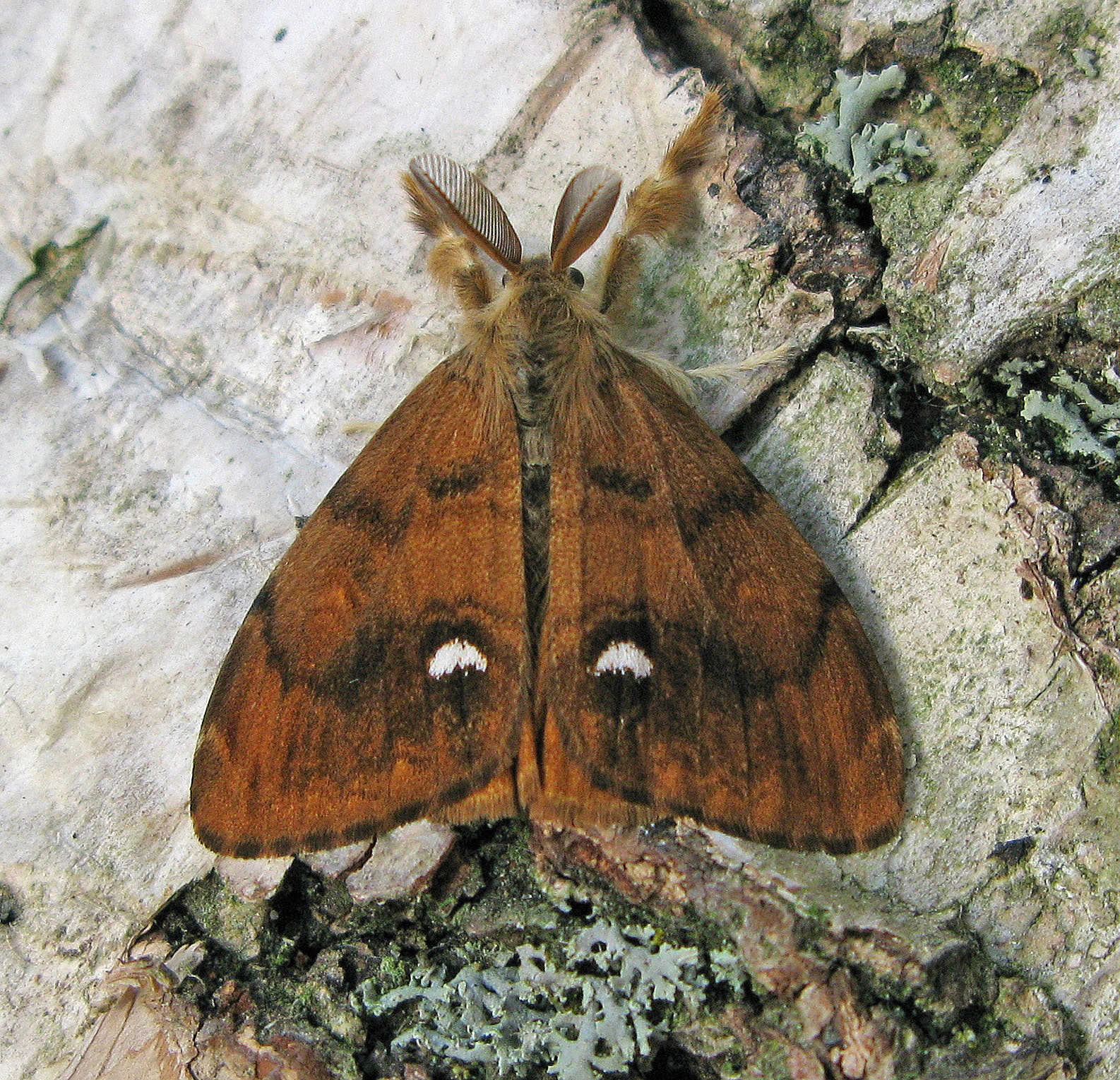Orgyanqa_30134_.jpg
