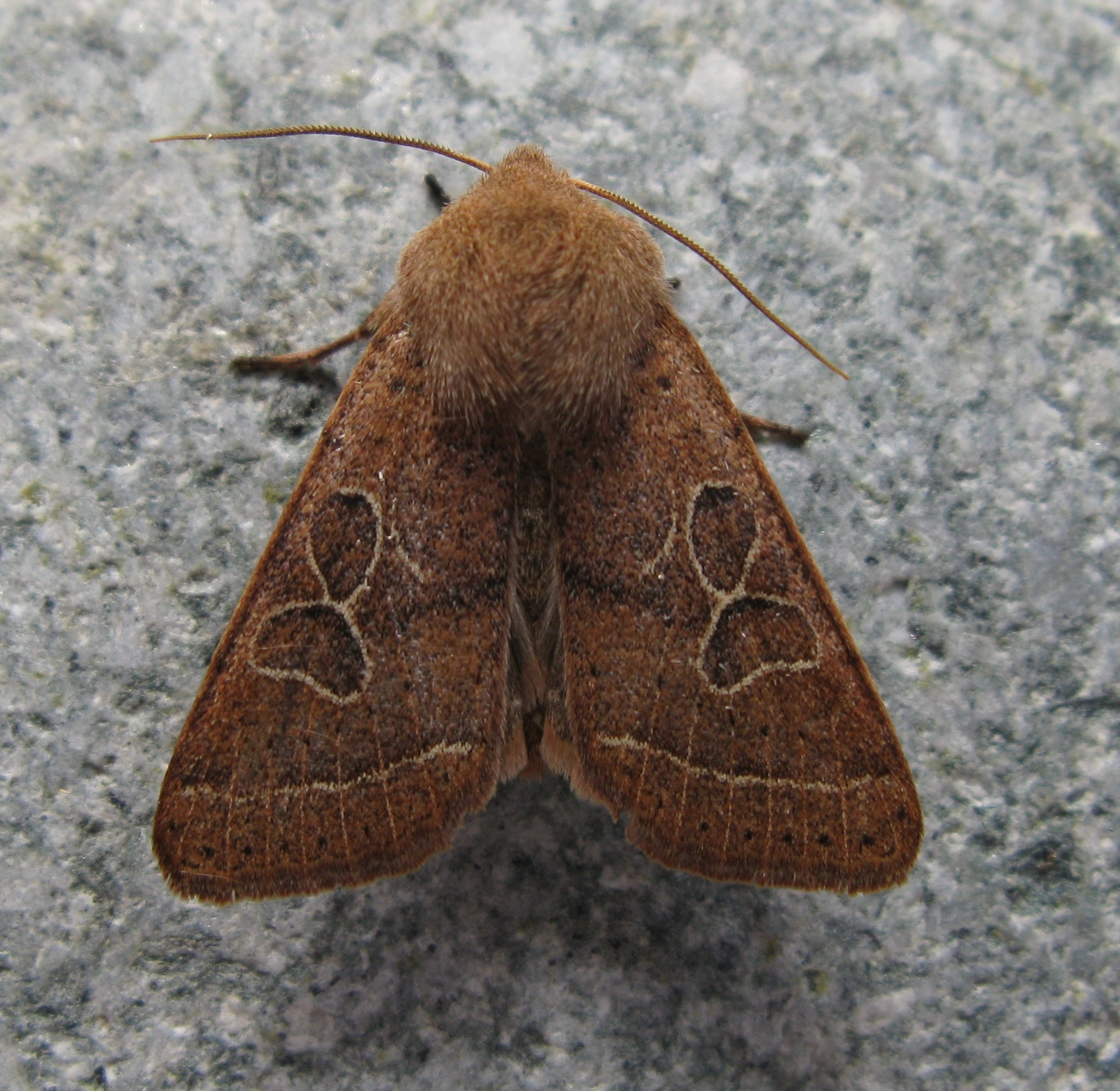 Orthcera_38739_.jpg