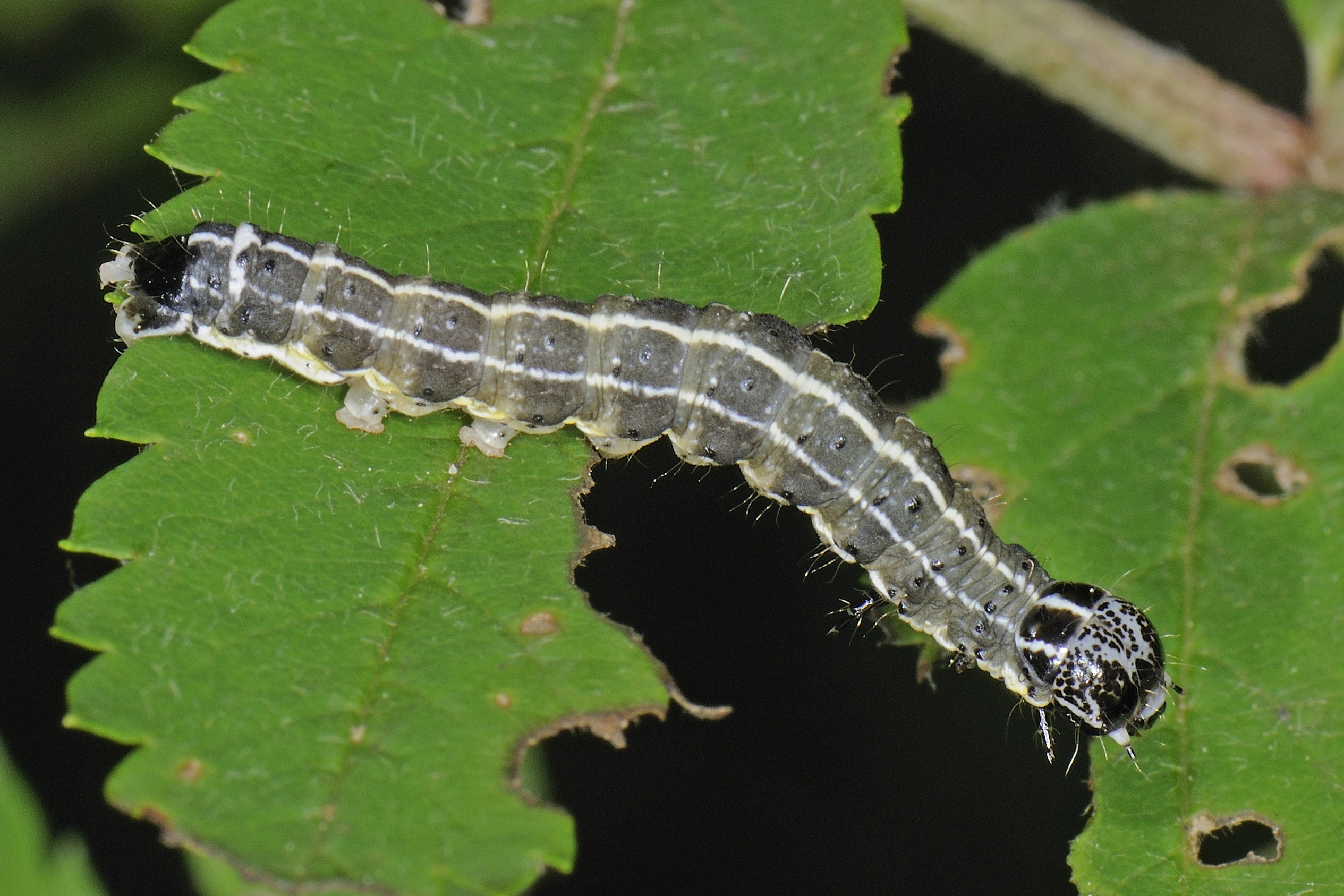 Orthcrud_26302_.jpg