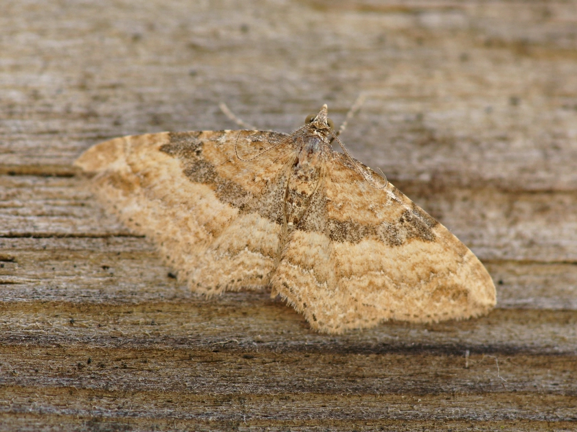 Orthobst_53201_.jpg