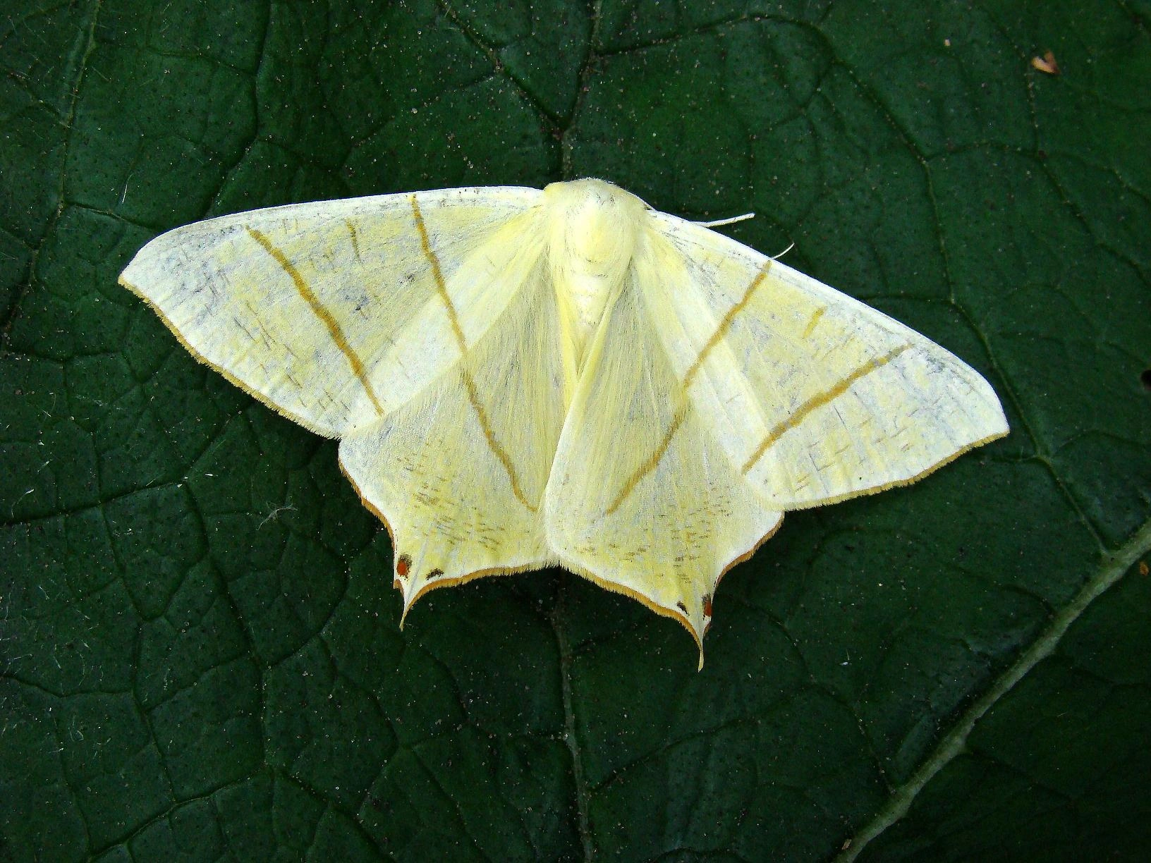 Ourasamb_50294_.jpg