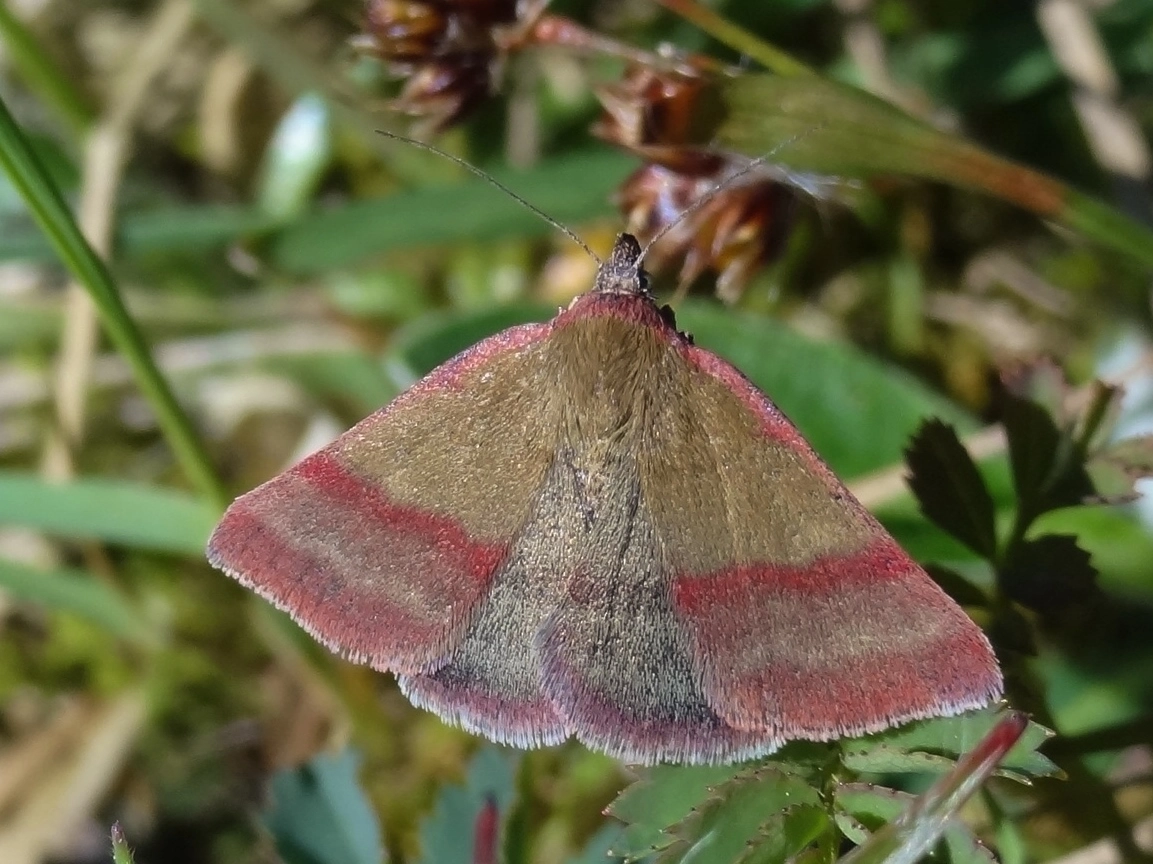 Phytviri_52194_.jpg