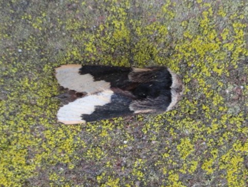 Poecpopu_42250_.jpg