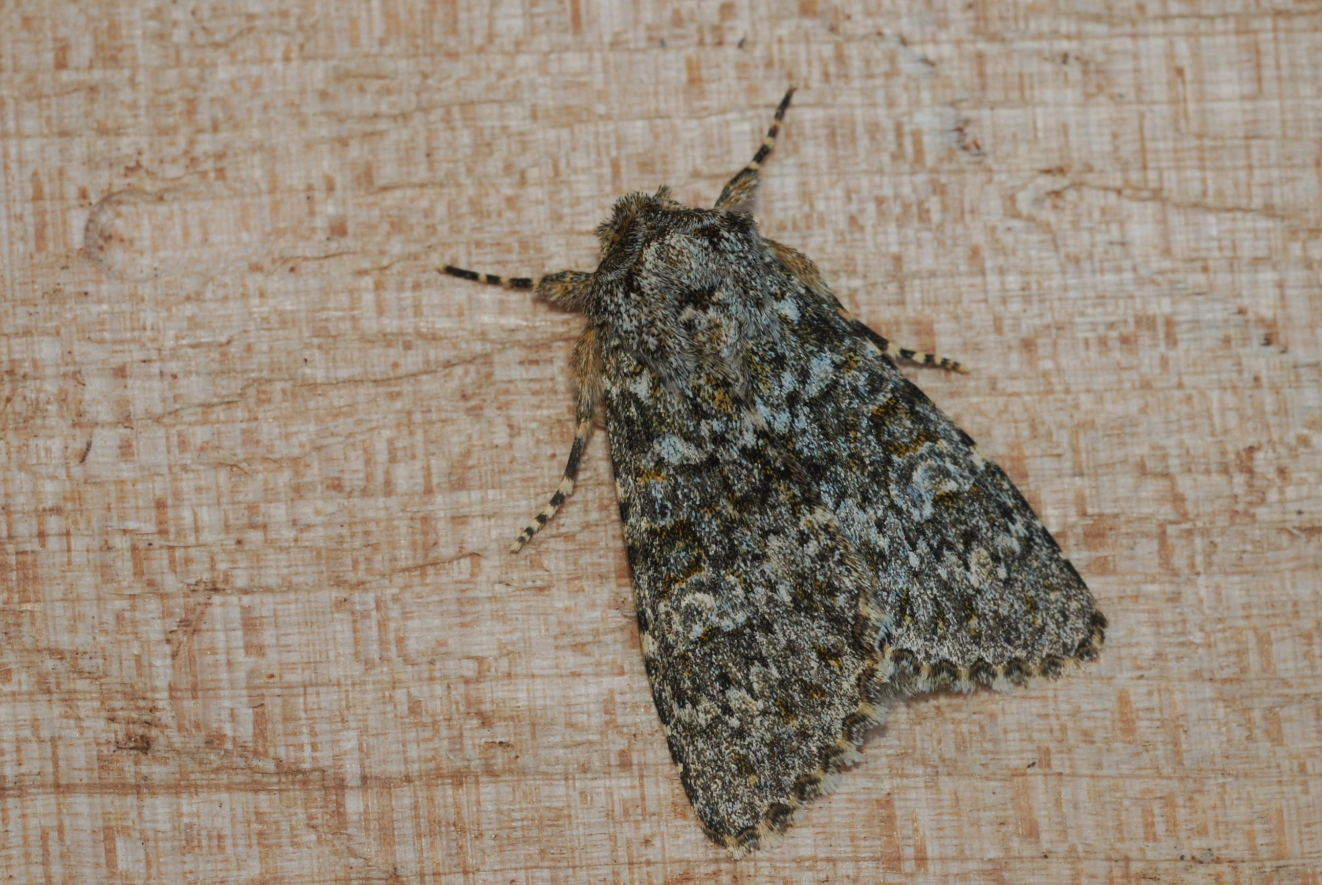 Polyflav_53609_.jpg