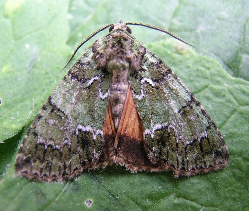 Polyseri_53541_.jpg