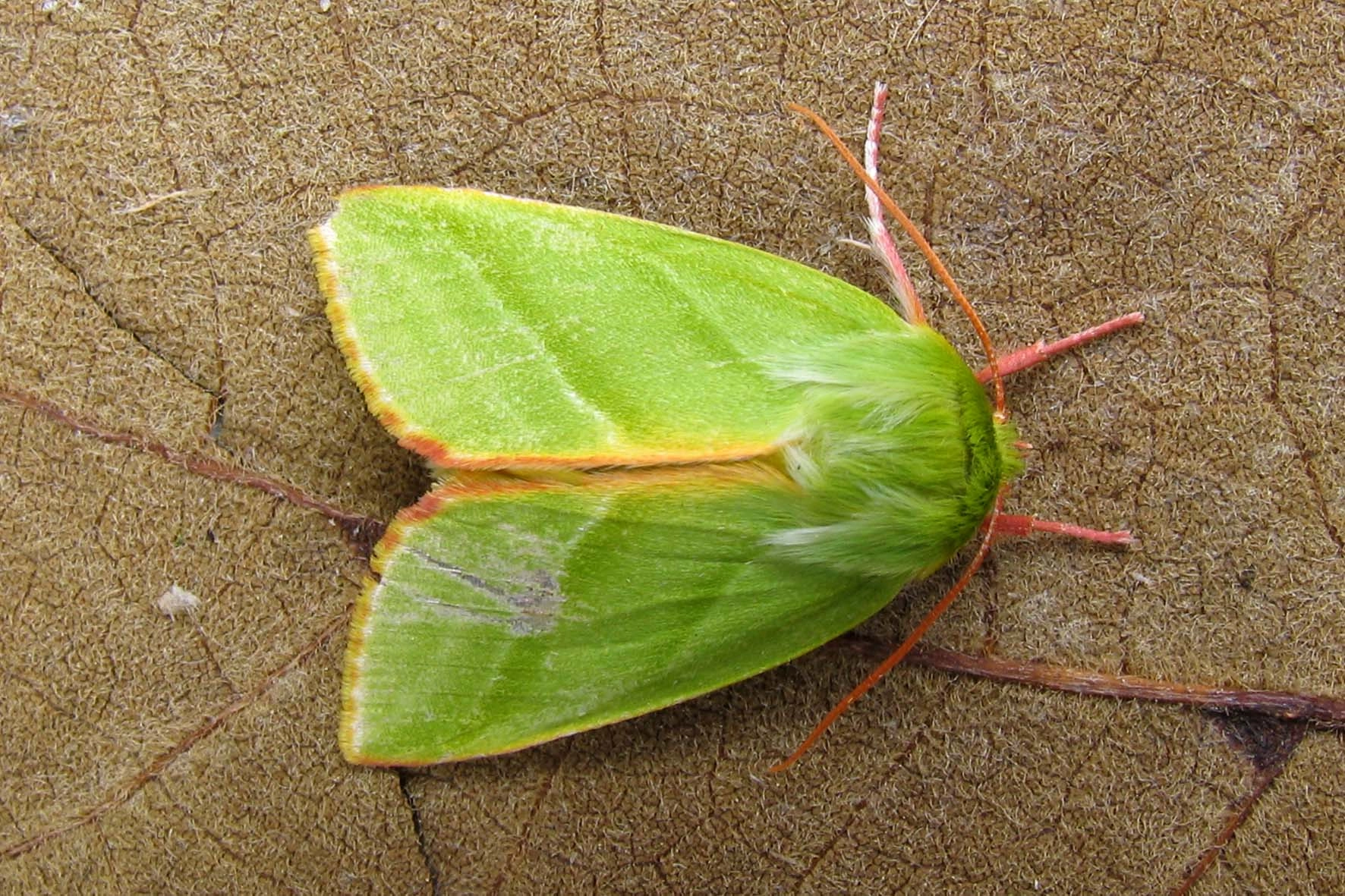 Pseupras_43967_.jpg